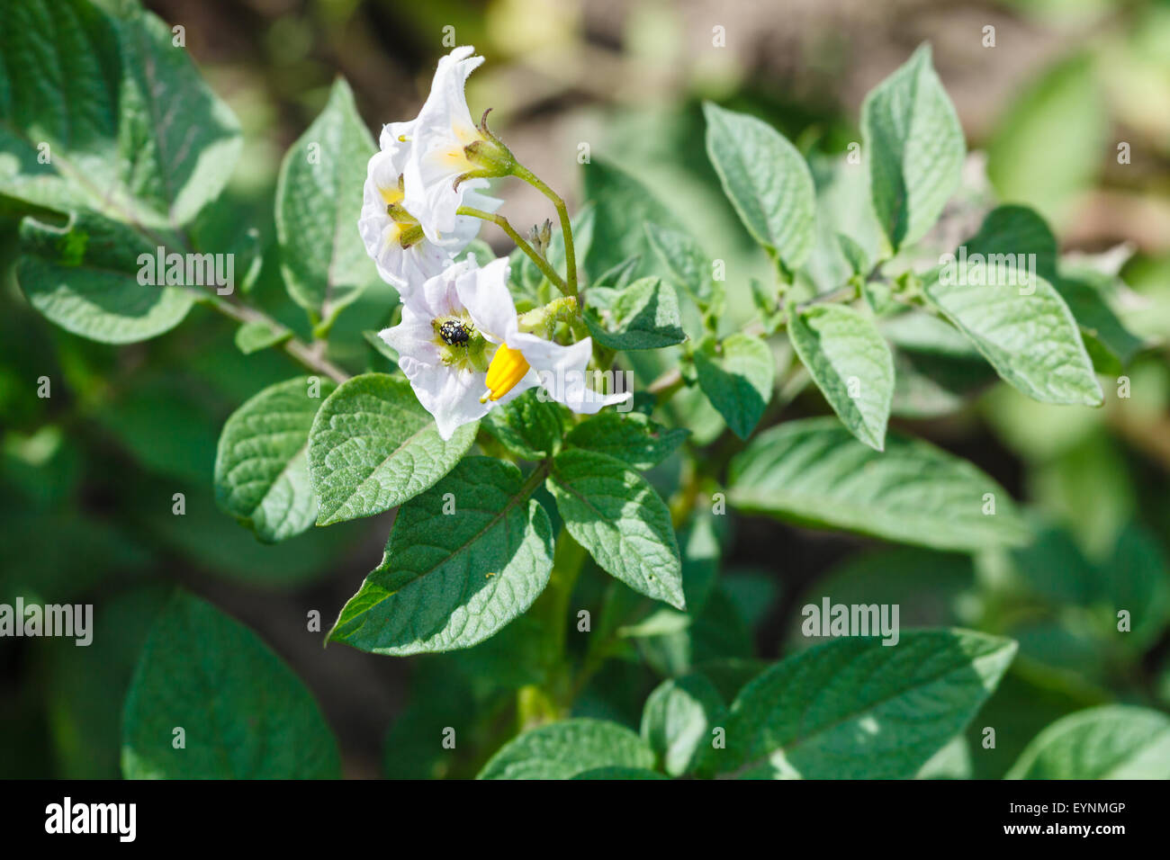 potato blossoms on green bush in summer garden Stock Photo Alamy