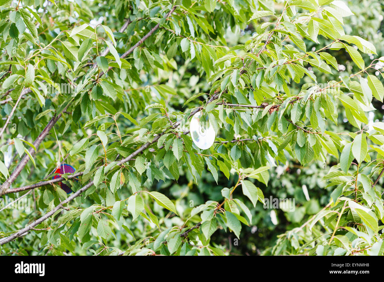 compact disc on black cherry tree to scare birds in orchard Stock Photo