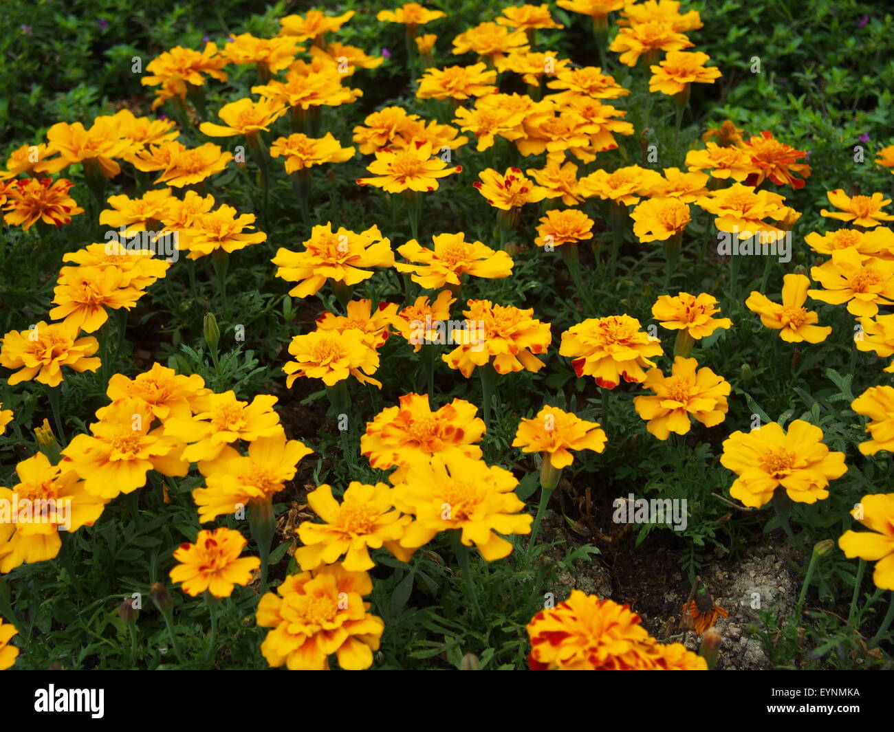 Close shoot to the orange color flowers under the grass ground Stock ...