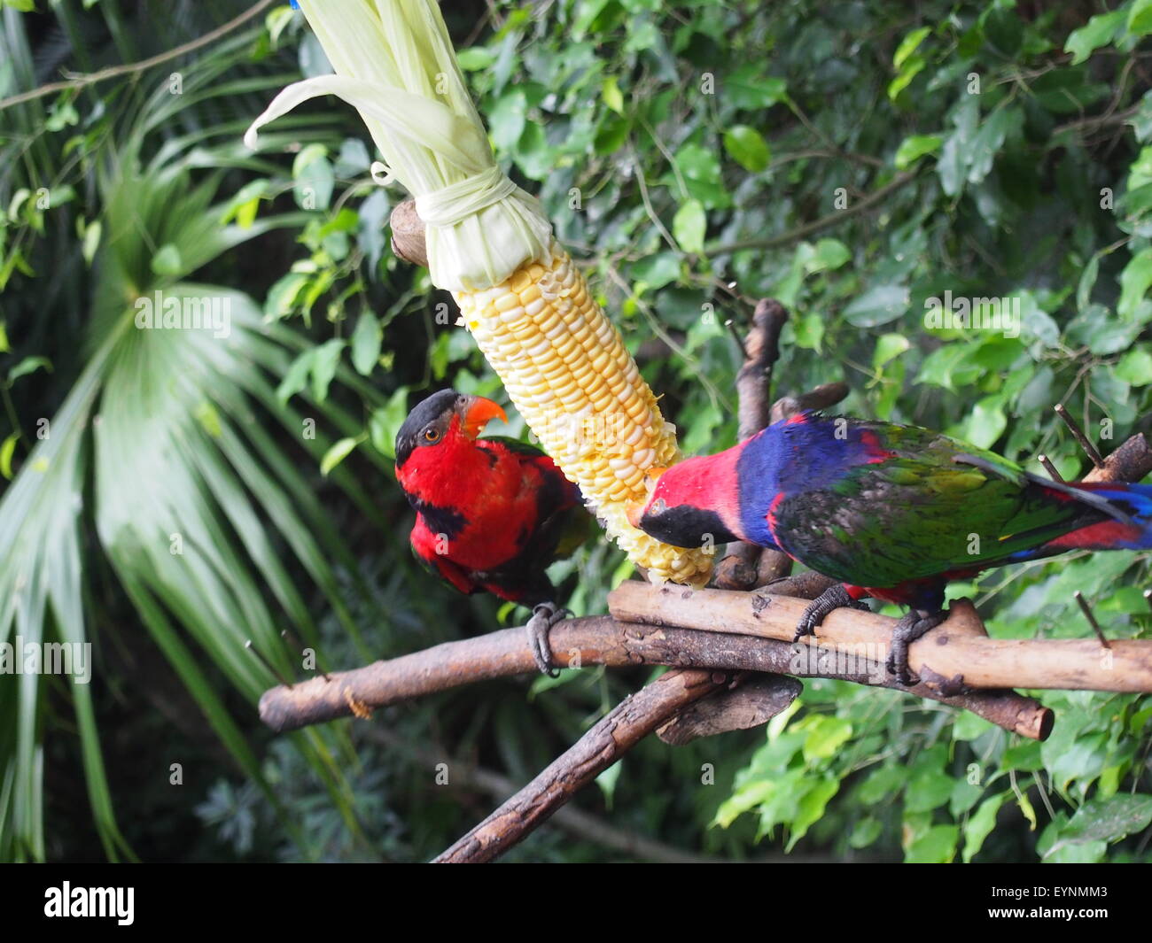 A Series of Bird eating Corn in Jungle Stock Photo - Alamy