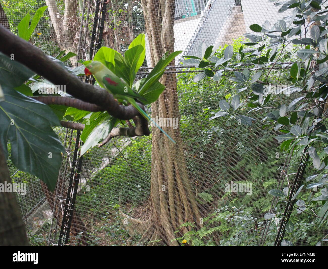 Parrot lives in the Artificial Jungle Stock Photo Biology Diagrams