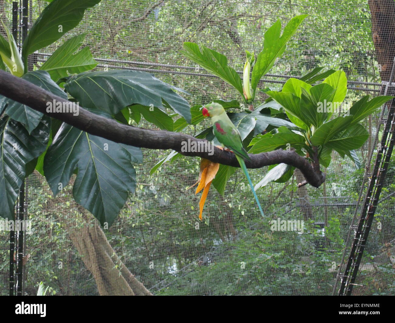 Parrot lives in the Artificial Jungle Stock Photo Alamy