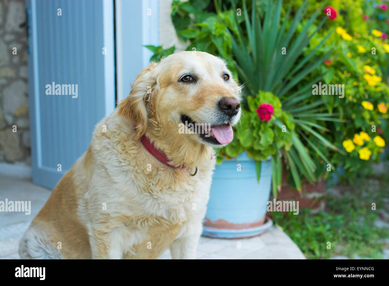 Portrait of a  dog Stock Photo