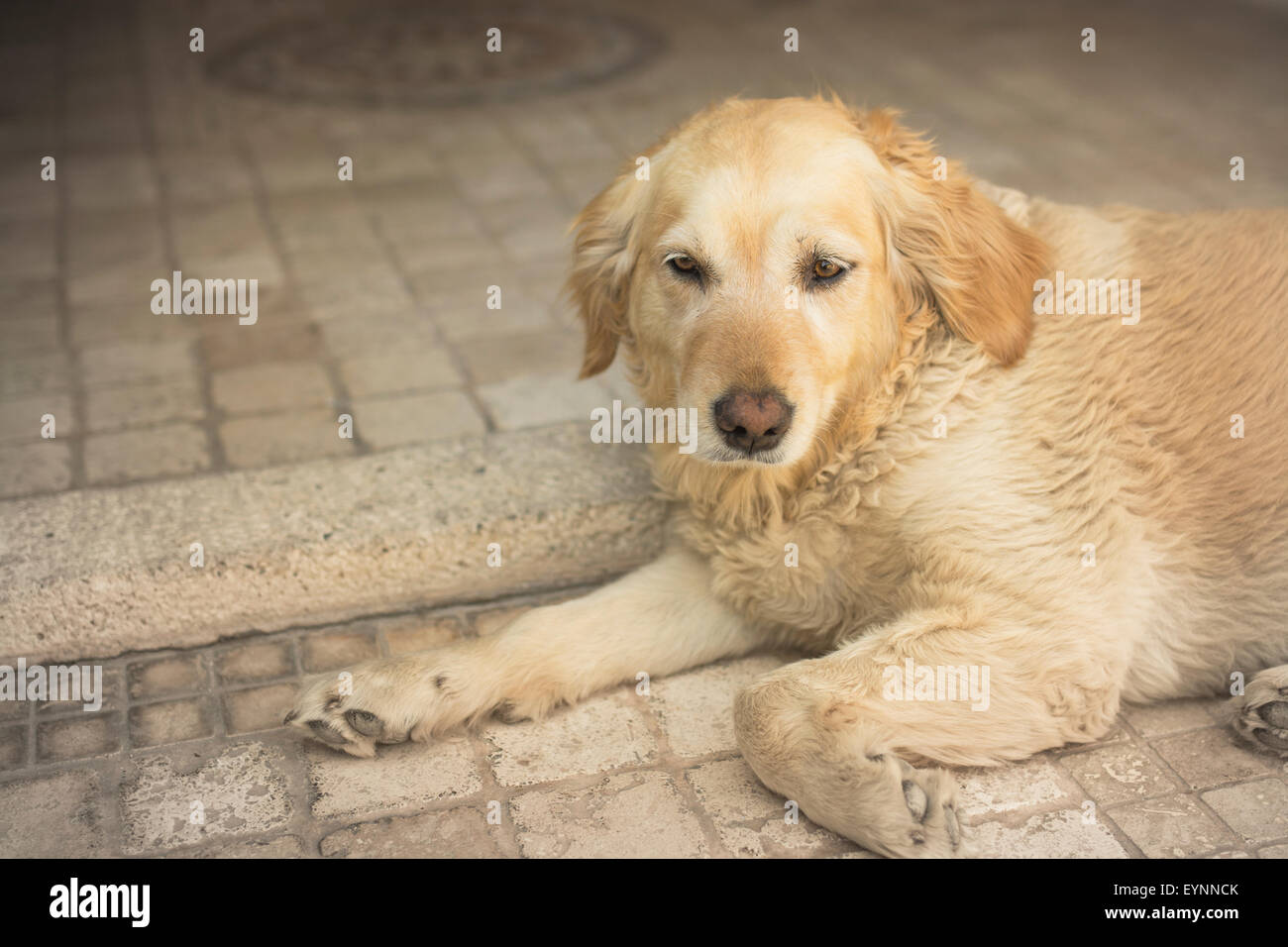 Portrait of a  dog Stock Photo