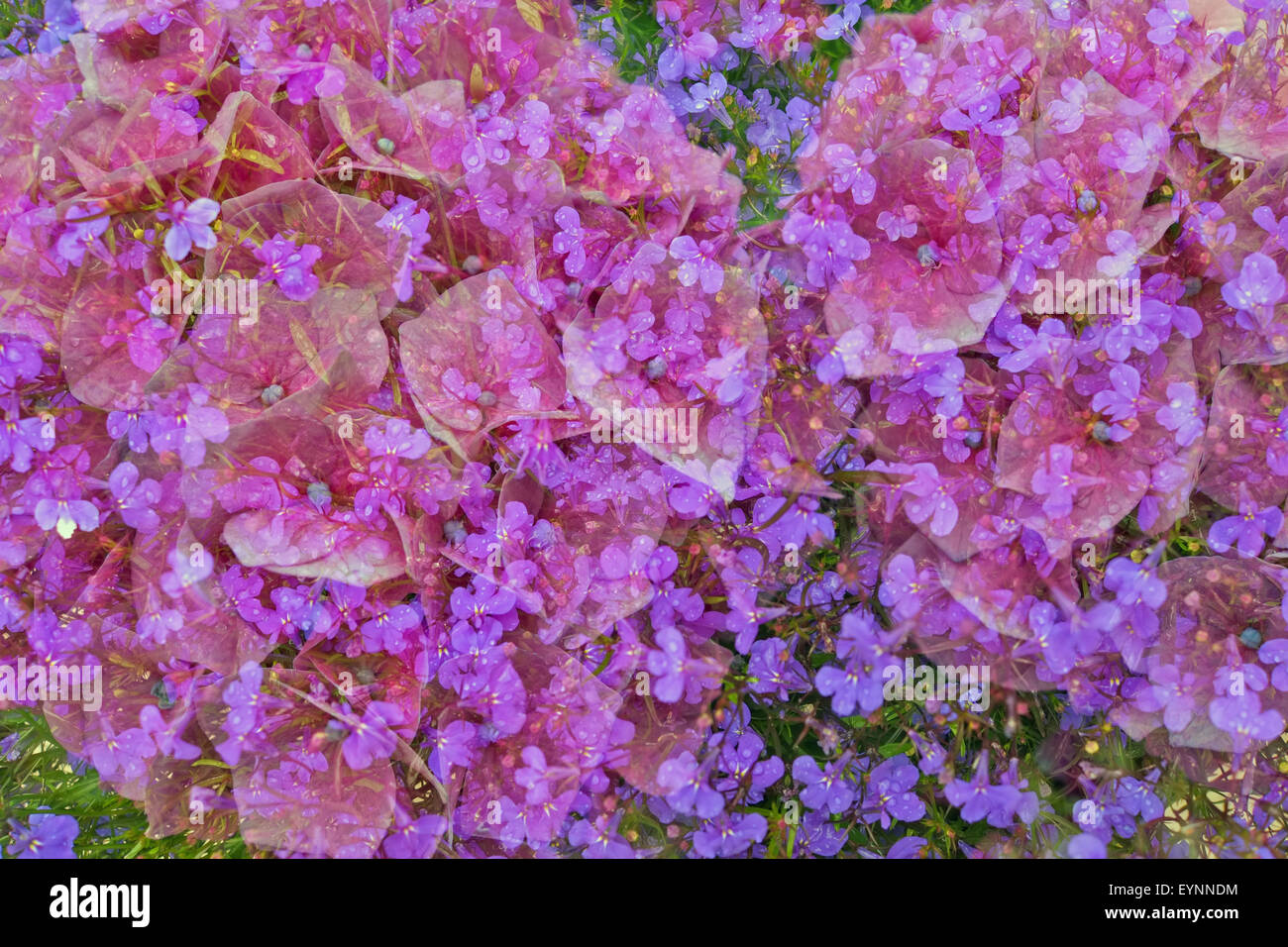 various flowers taken on double exposure on single frame Stock Photo