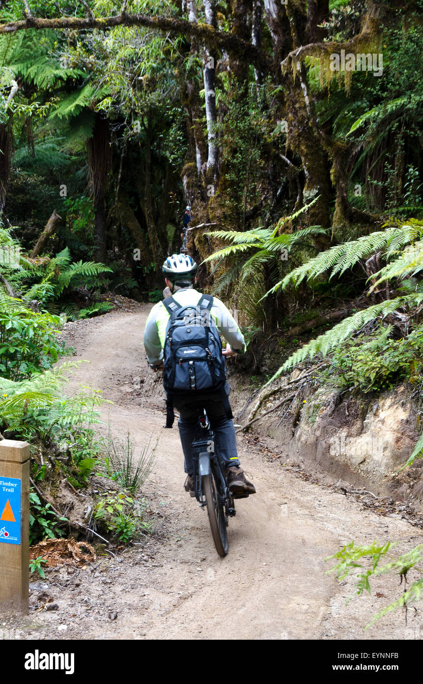 Cycling on the Timber Trail, Pureora Forest Park, near Taupo, North Island, New Zealand Stock Photo