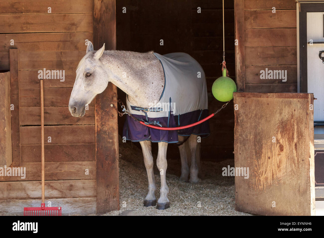 Brown bay horse view out the stable in a barn with a horse blanket on Stock Photo Alamy