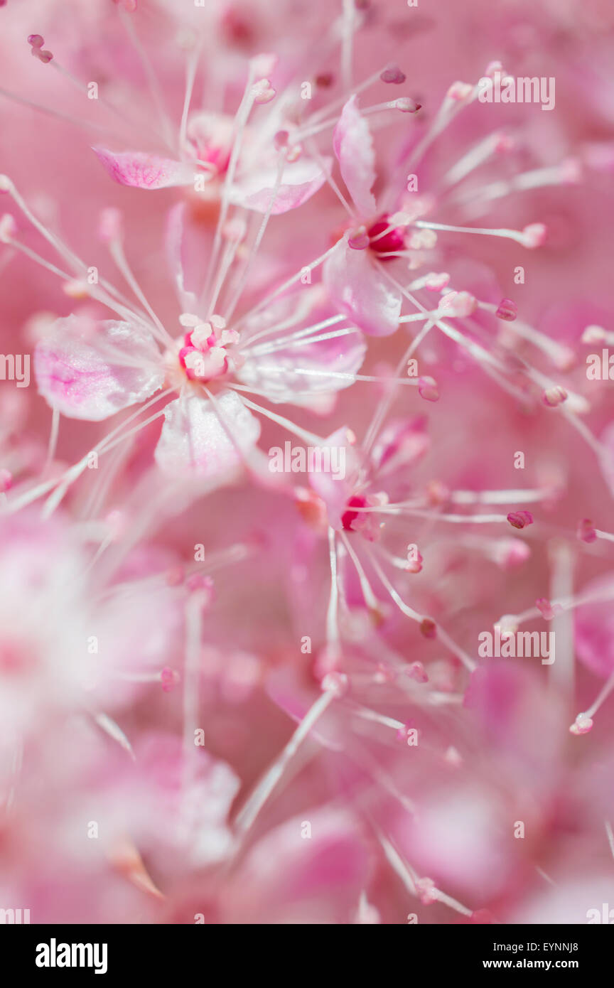 Close up detail shot of the pink flowers of the filipendula rubra venusta Stock Photo