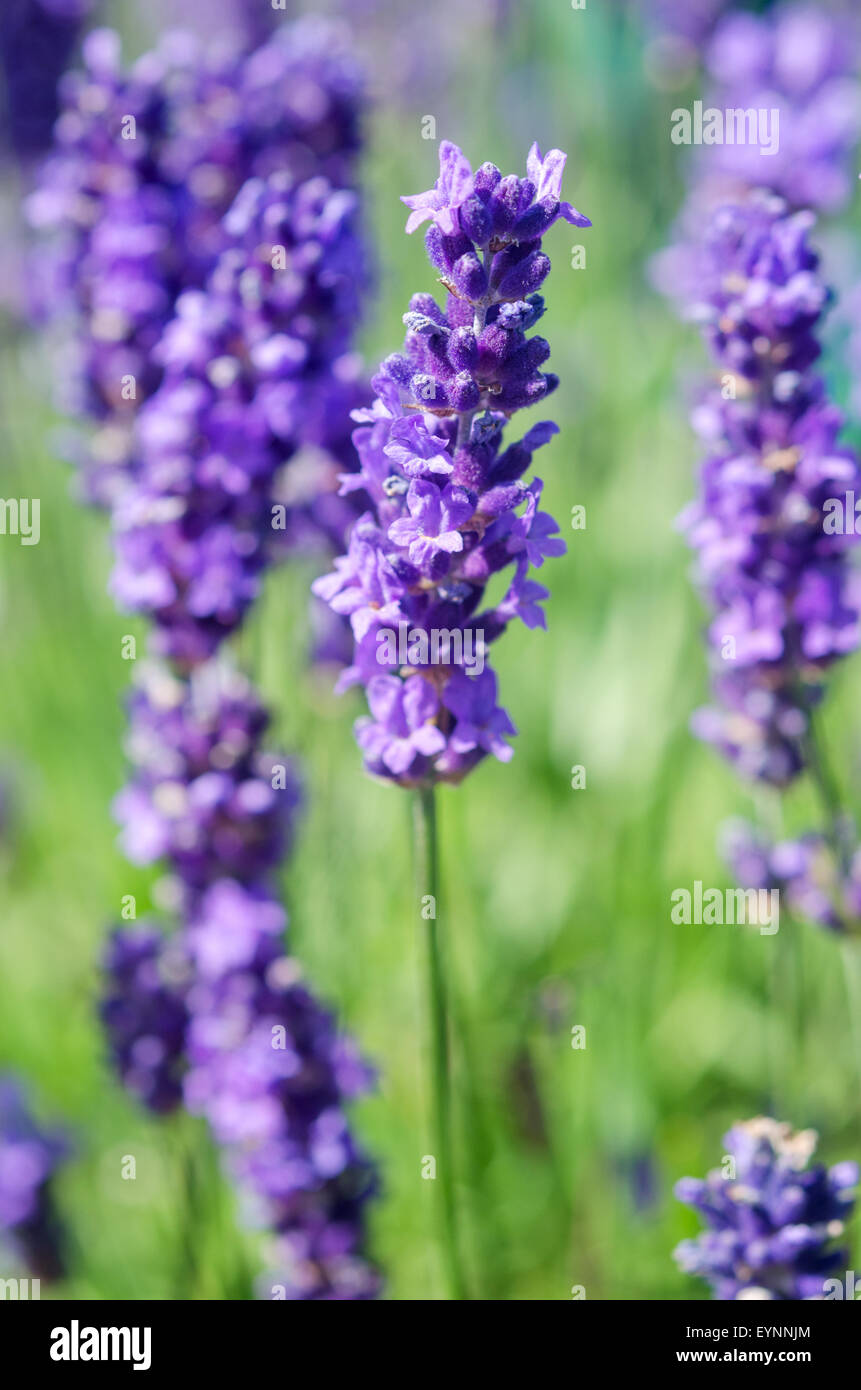 Purple, lilac lavender flowers with depth of field Stock Photo Alamy