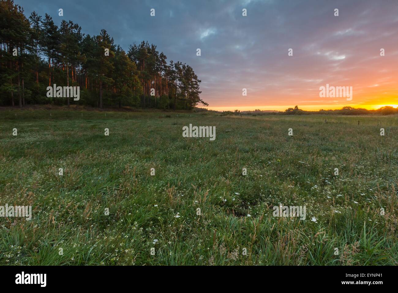 Beautiful summer meadow nature hi-res stock photography and images - Alamy