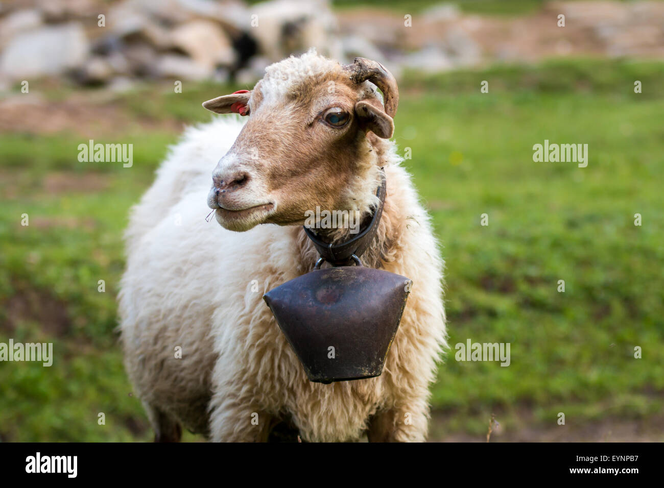 Sheep with a broken horn and a big cowbell in his neck Stock Photo