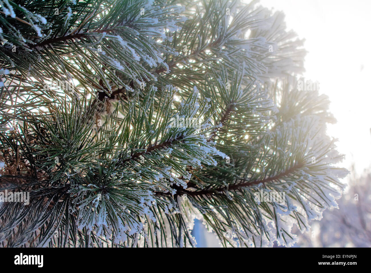 Pine branch with green long needles, covered with white snow, on the ...