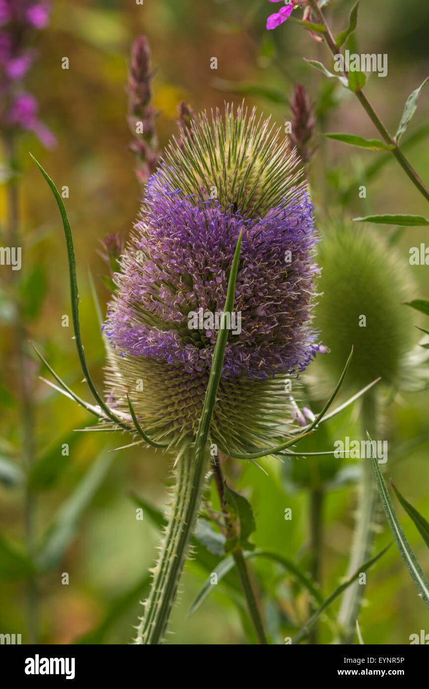 An image of a Dipsacus fullonum, or Wild Teasel. Stock Photo