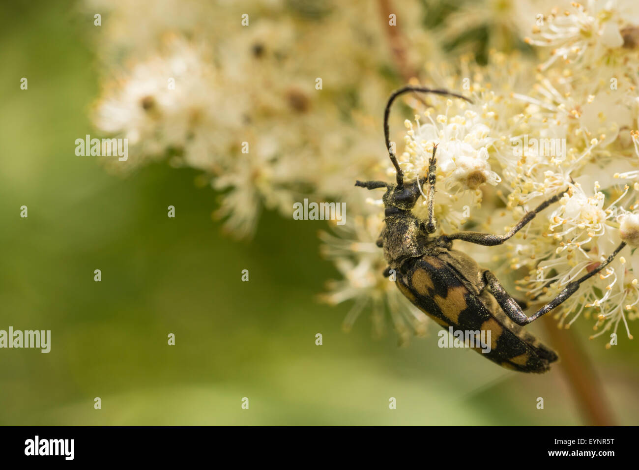 This is an image of a Strangalia maculata, one of the long-horned beetles. Stock Photo