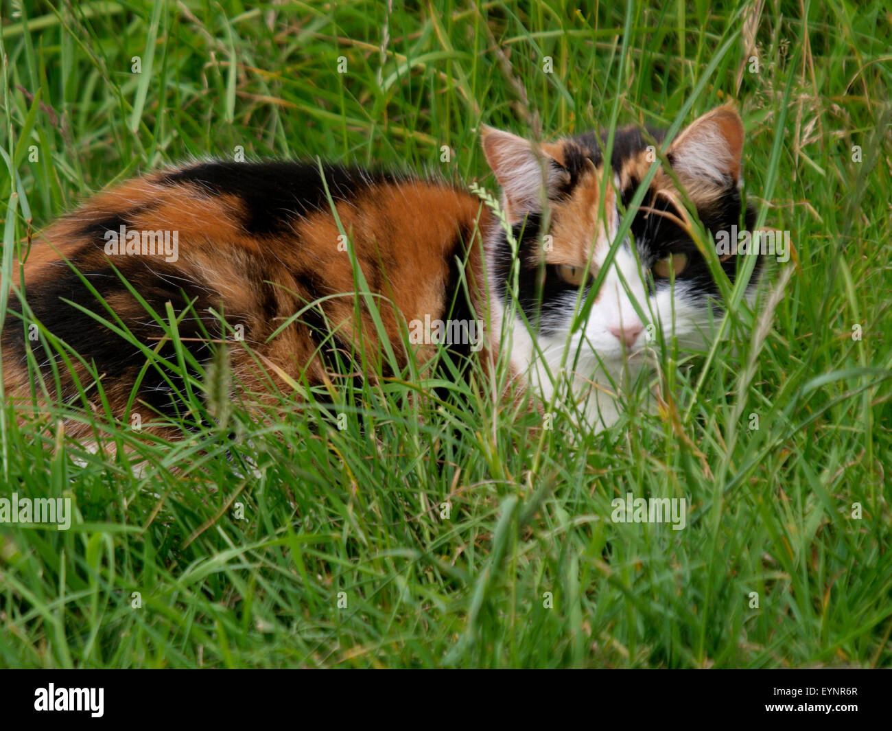 Cat hiding in grass hi-res stock photography and images - Alamy