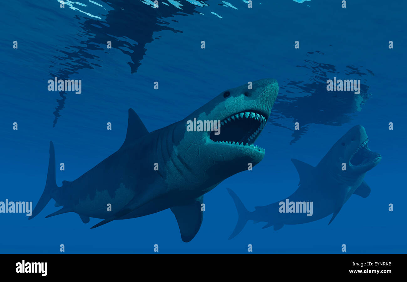 Giant Megalodon Sharks. Stock Photo