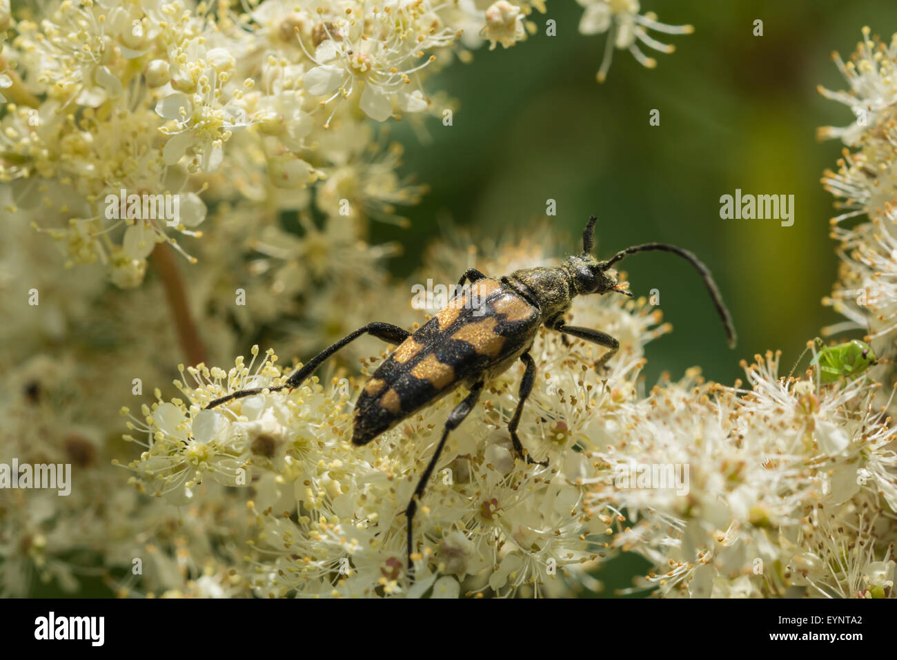 A Strangalia maculata long-horned beetle. Stock Photo