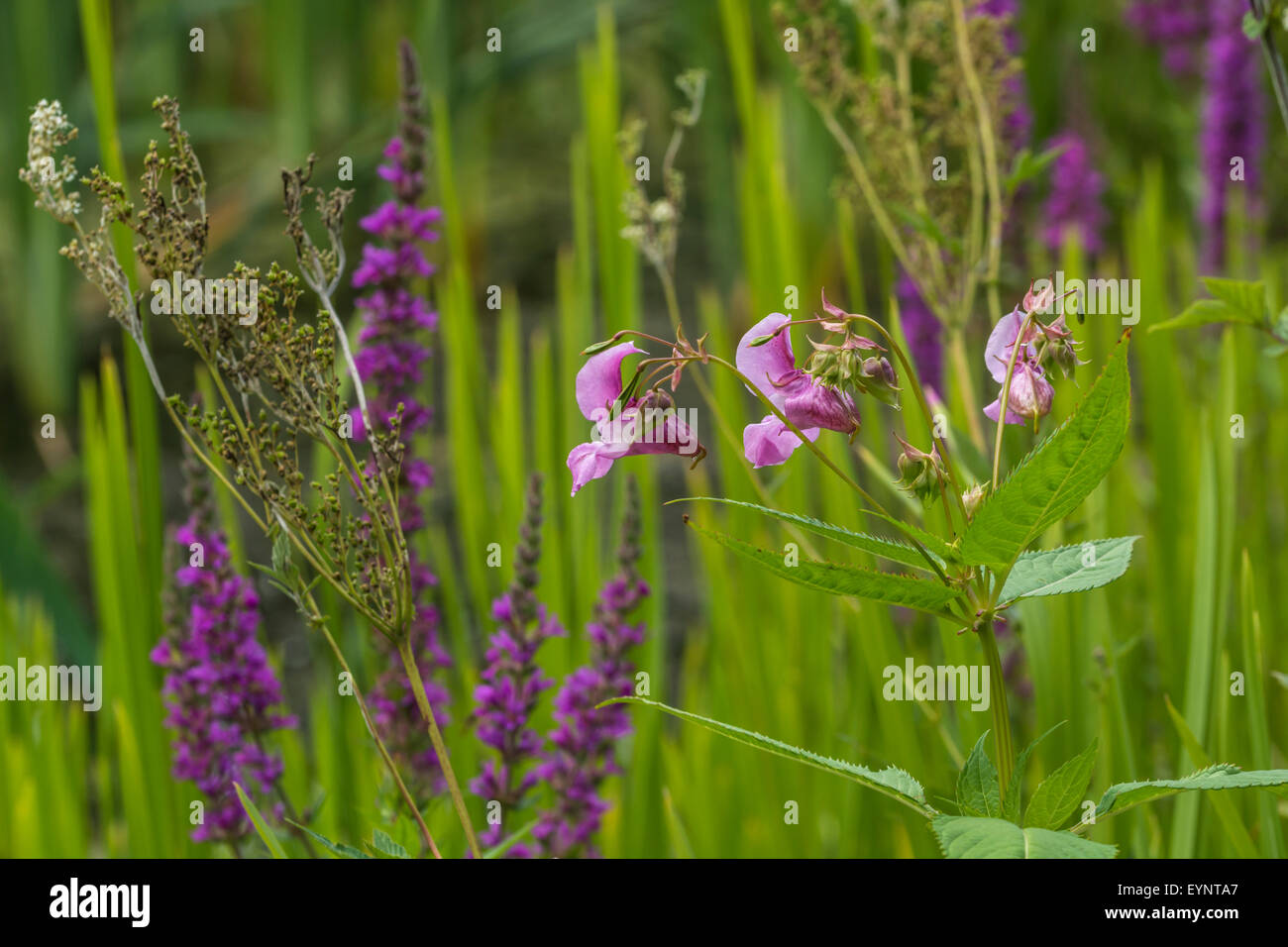 Indian wild flowers hi-res stock photography and images - Alamy
