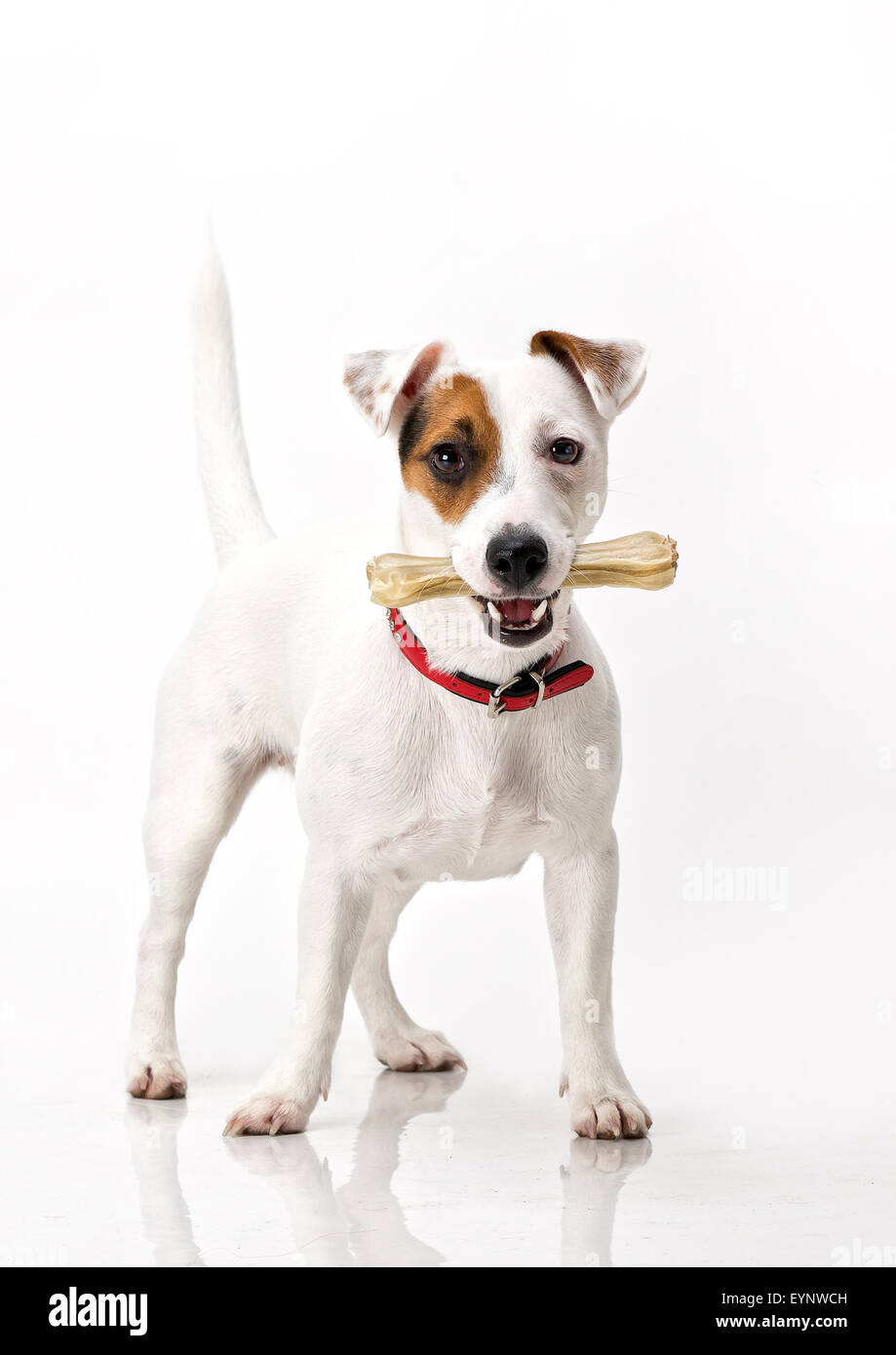 Are Bones Easily Digested By A Jack Russell Terrier