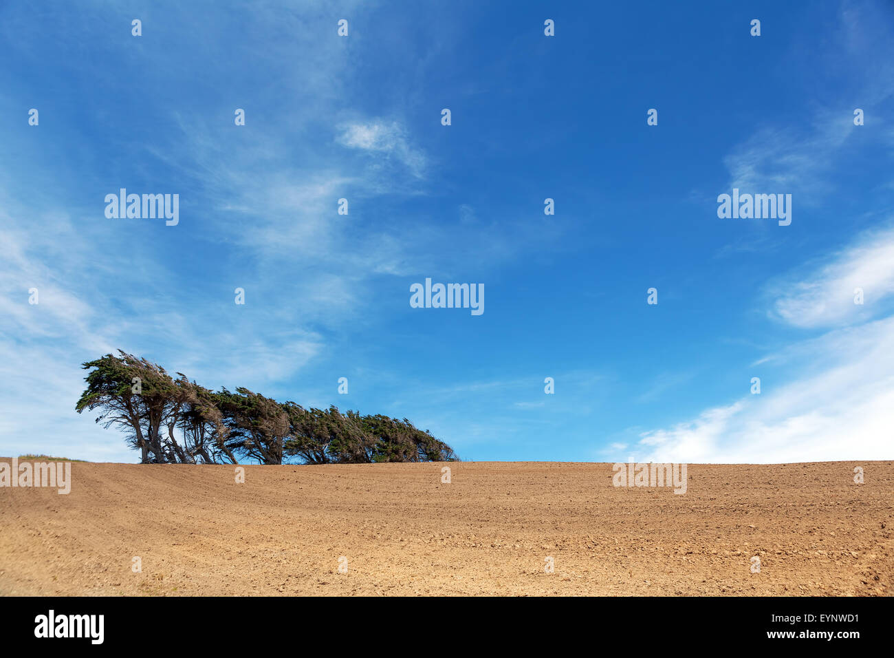 Windsept trees standing on a ploughed field, Southland, South Island, New Zealand. Stock Photo