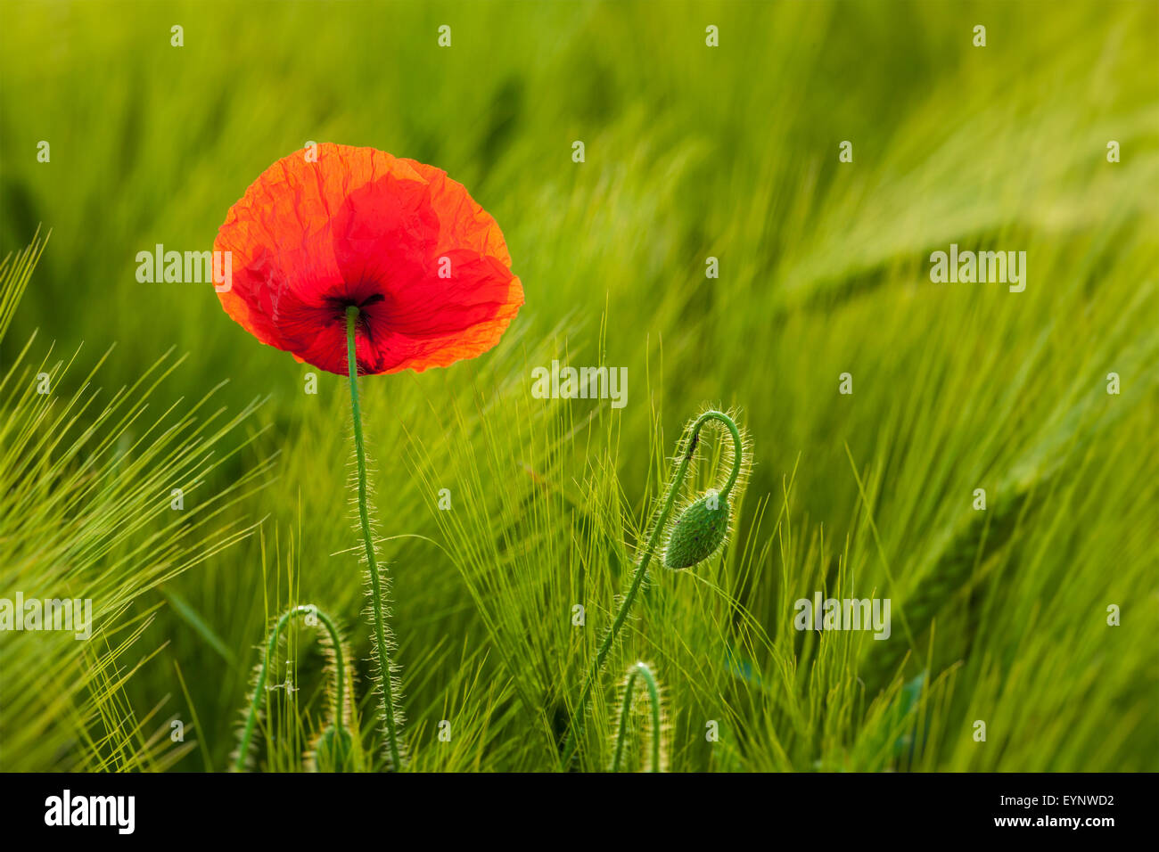 Red poppy in field Stock Photo