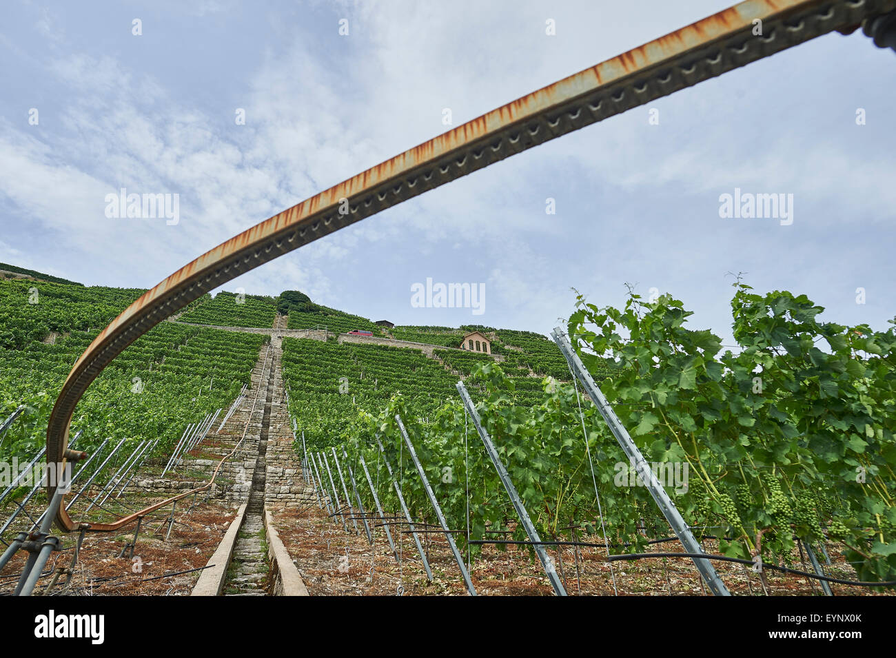Steep stairs on the hill of Mundelsheim where vineyars stretch up to the top to the valley for maximum sun exposure. Stock Photo