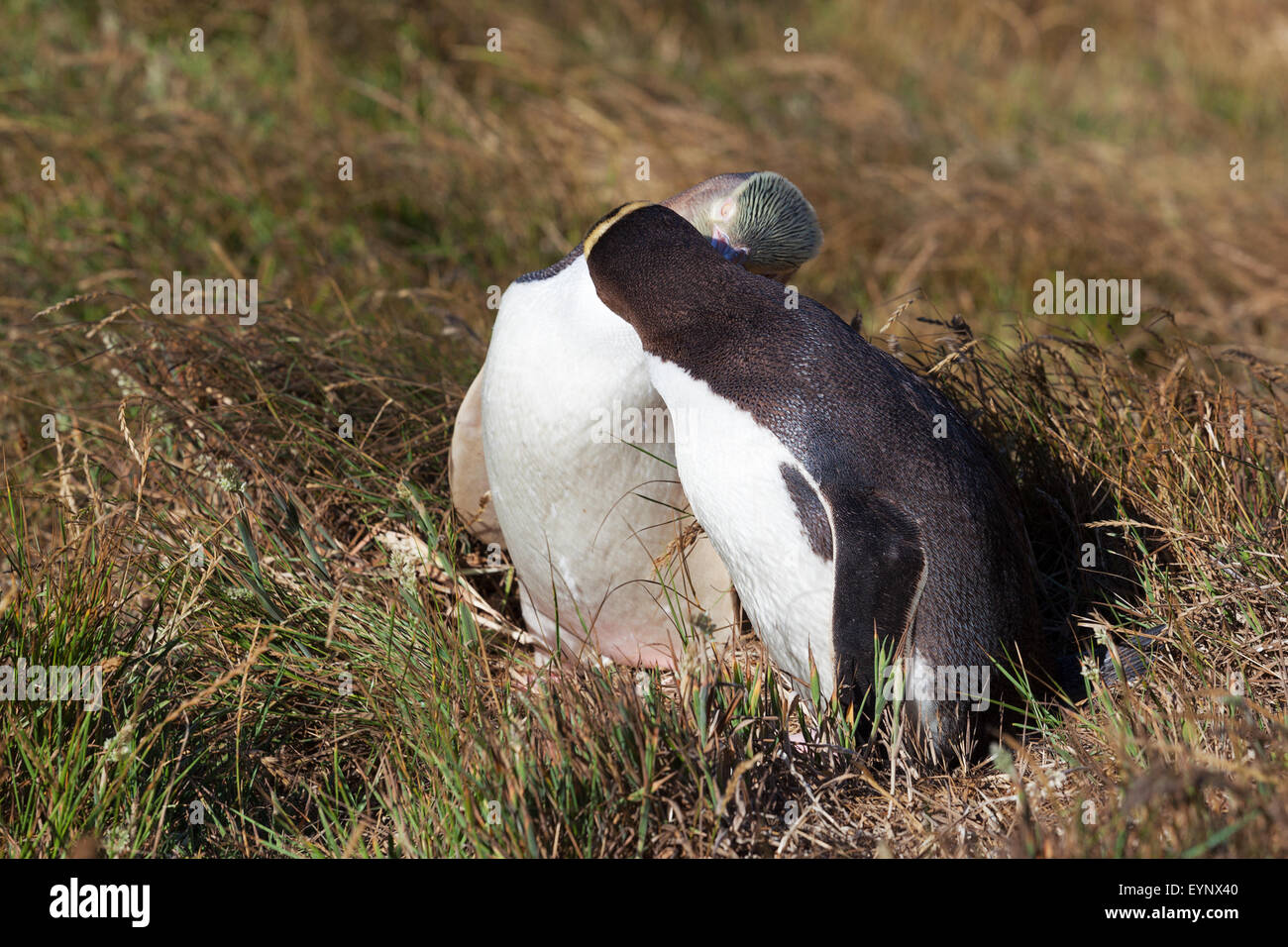 Two Yellow Eyed Penguins Showing Affection South Island New Zealand two-yellow-eyed-penguins-showing-affection-south-island-new-zealand