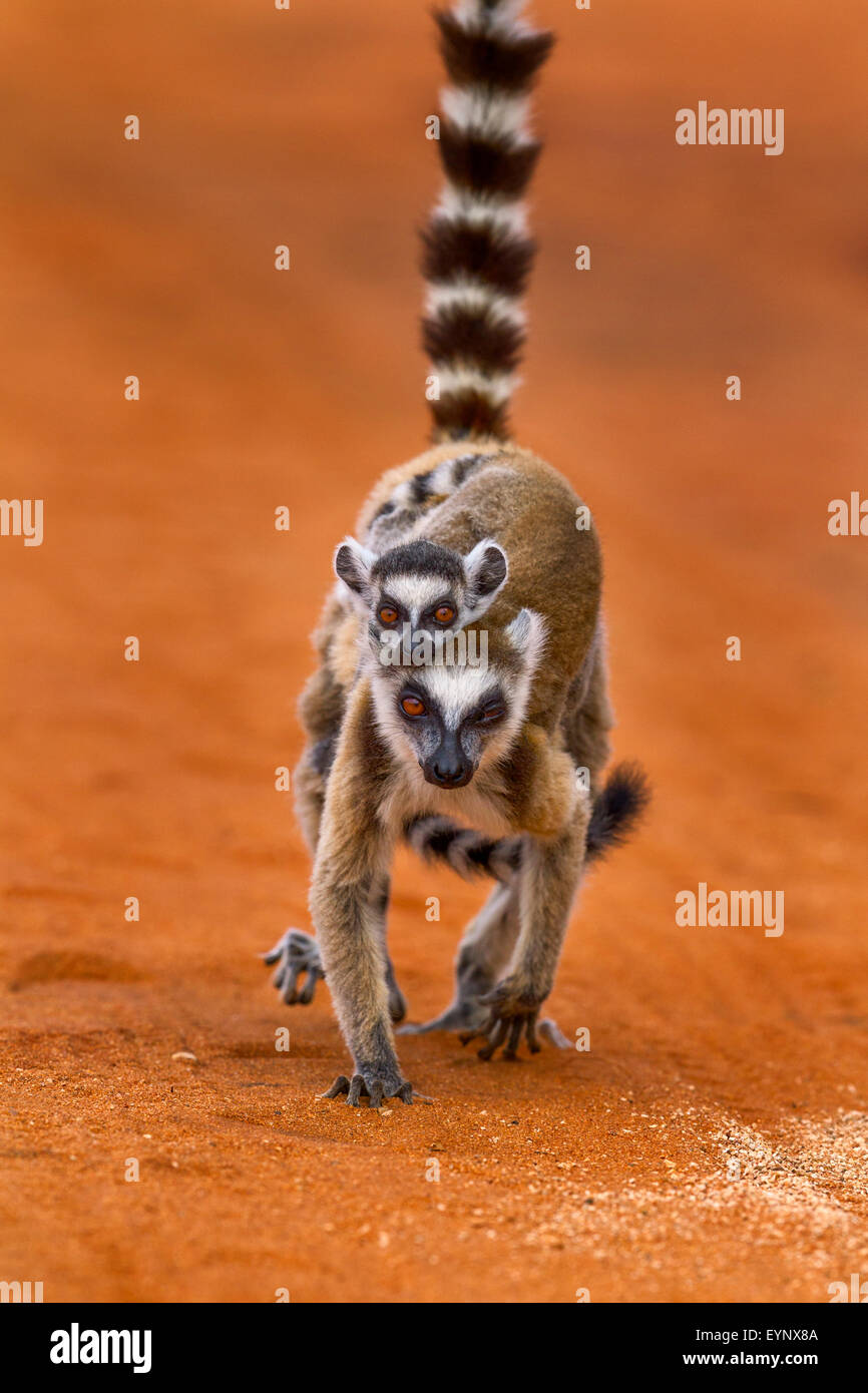 A portrait of a ring-tailed lemur mother and baby, Berenty Reserve, Madagascar. Stock Photo