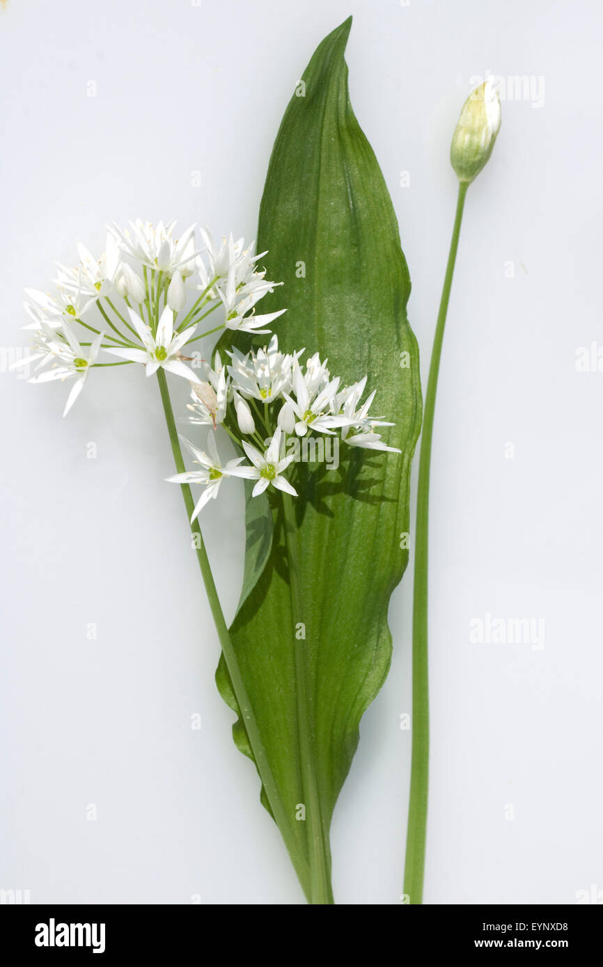 Baerlauch; Allium; ursinum; Stock Photo