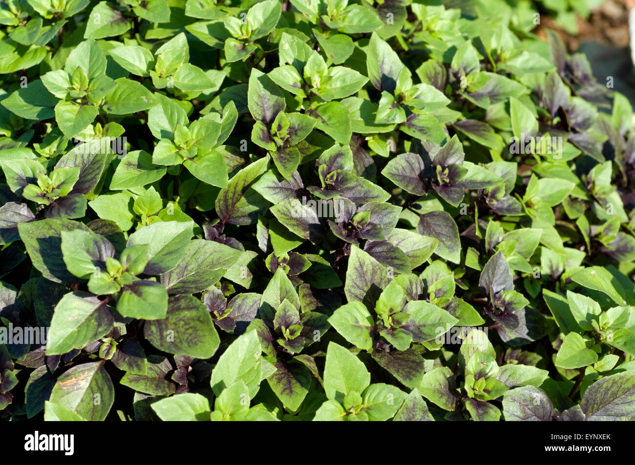 Basilikum, Harlekin, Heilpflanzen, - Stock Photo