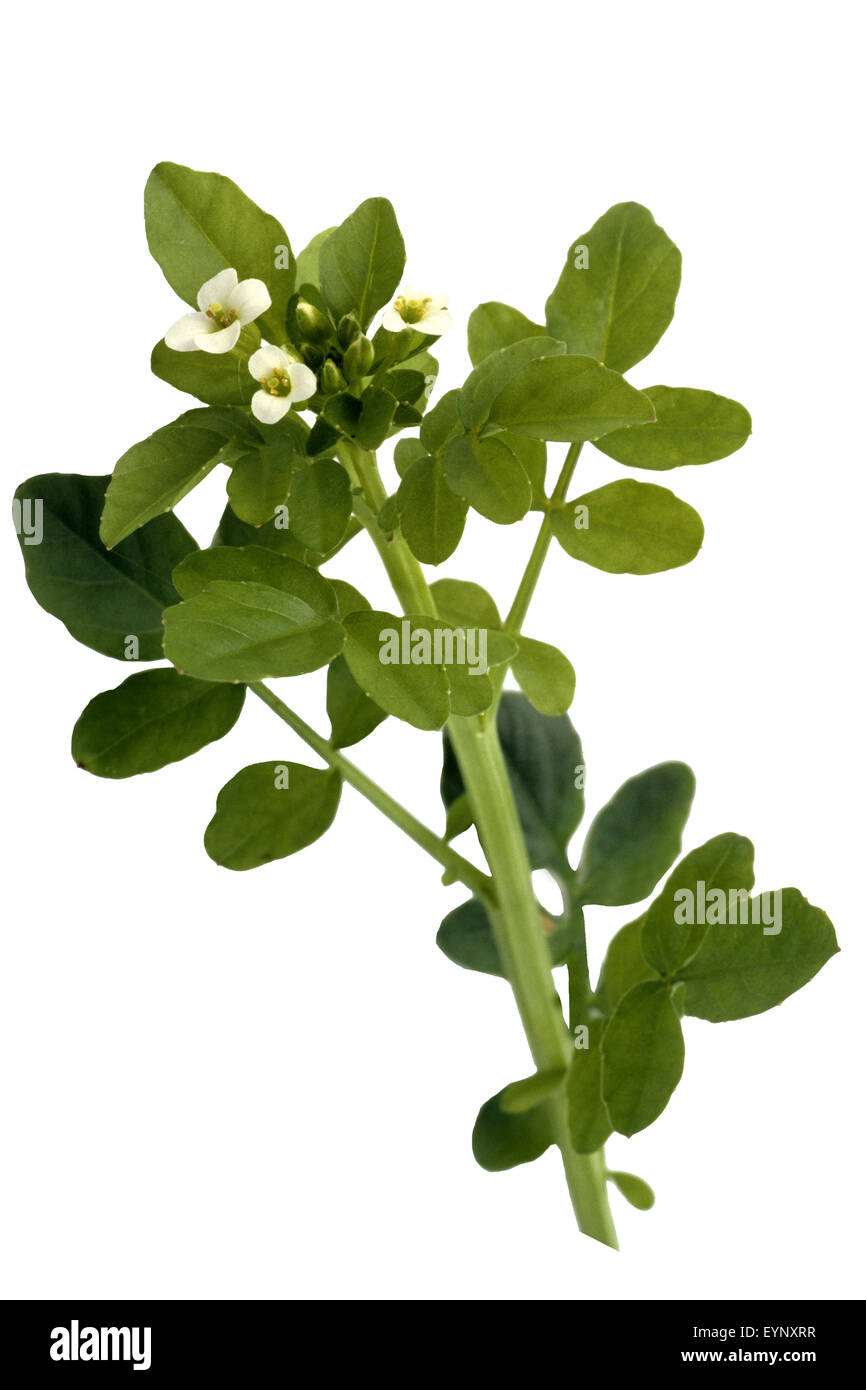 Brunnenkresse; Nasturtium; officinale; Wasserpflanze Stock Photo