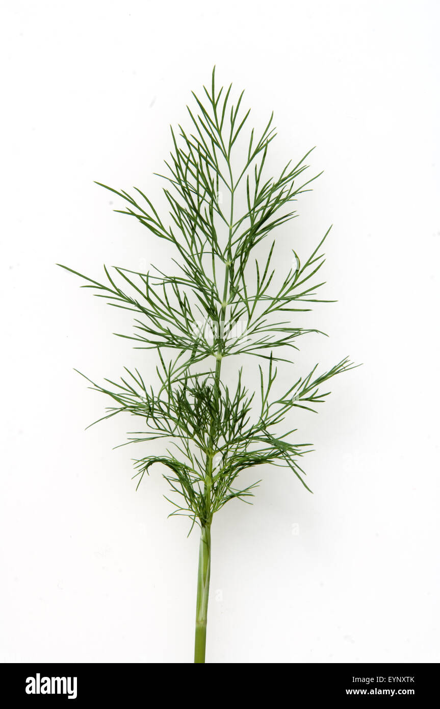 Dill, Anethum graveolens, Kuechengewuerz, Heilpflanzen, - Stock Photo
