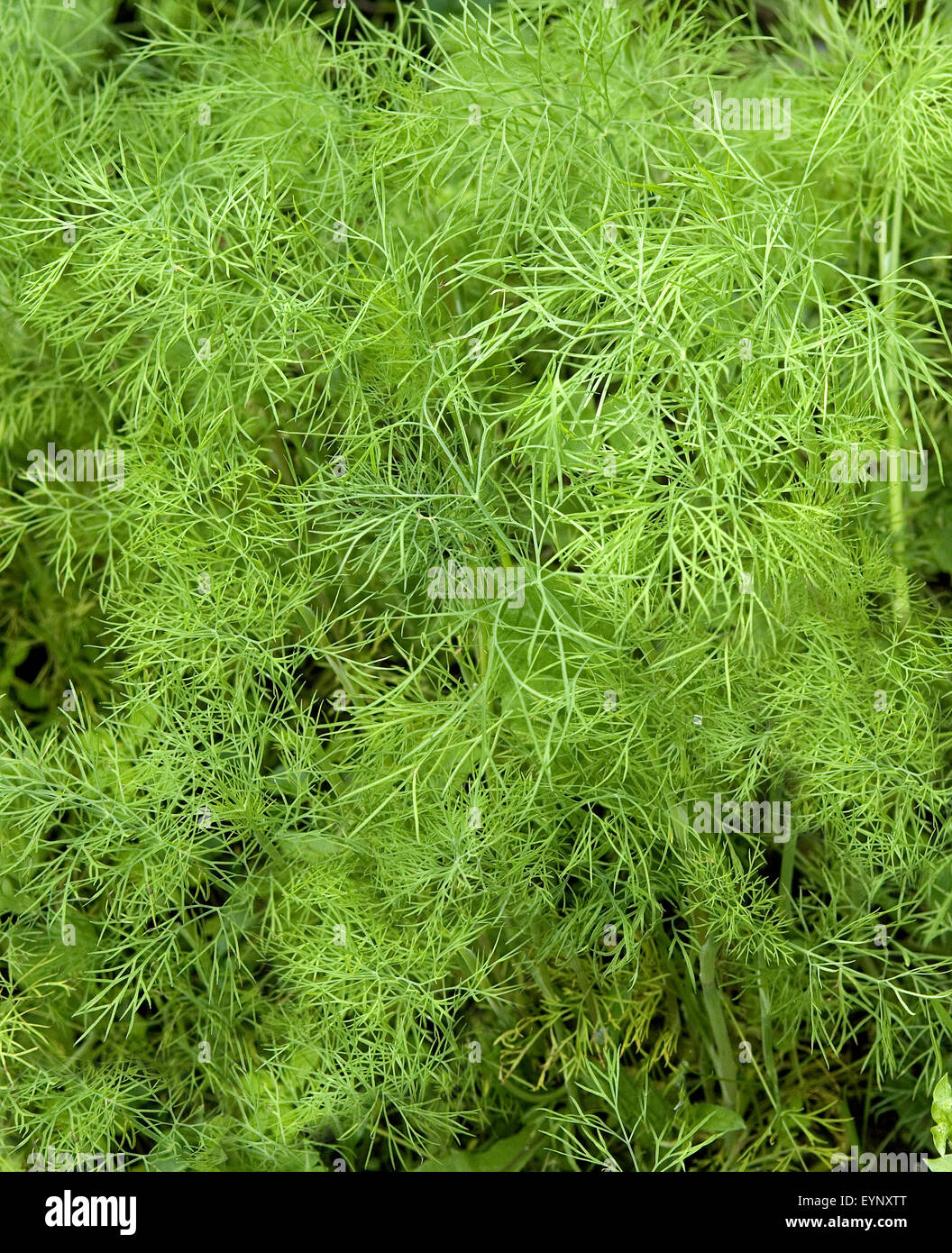 Dill, Anethum graveolens, Kuechengewuerz, Heilpflanzen, - Stock Photo