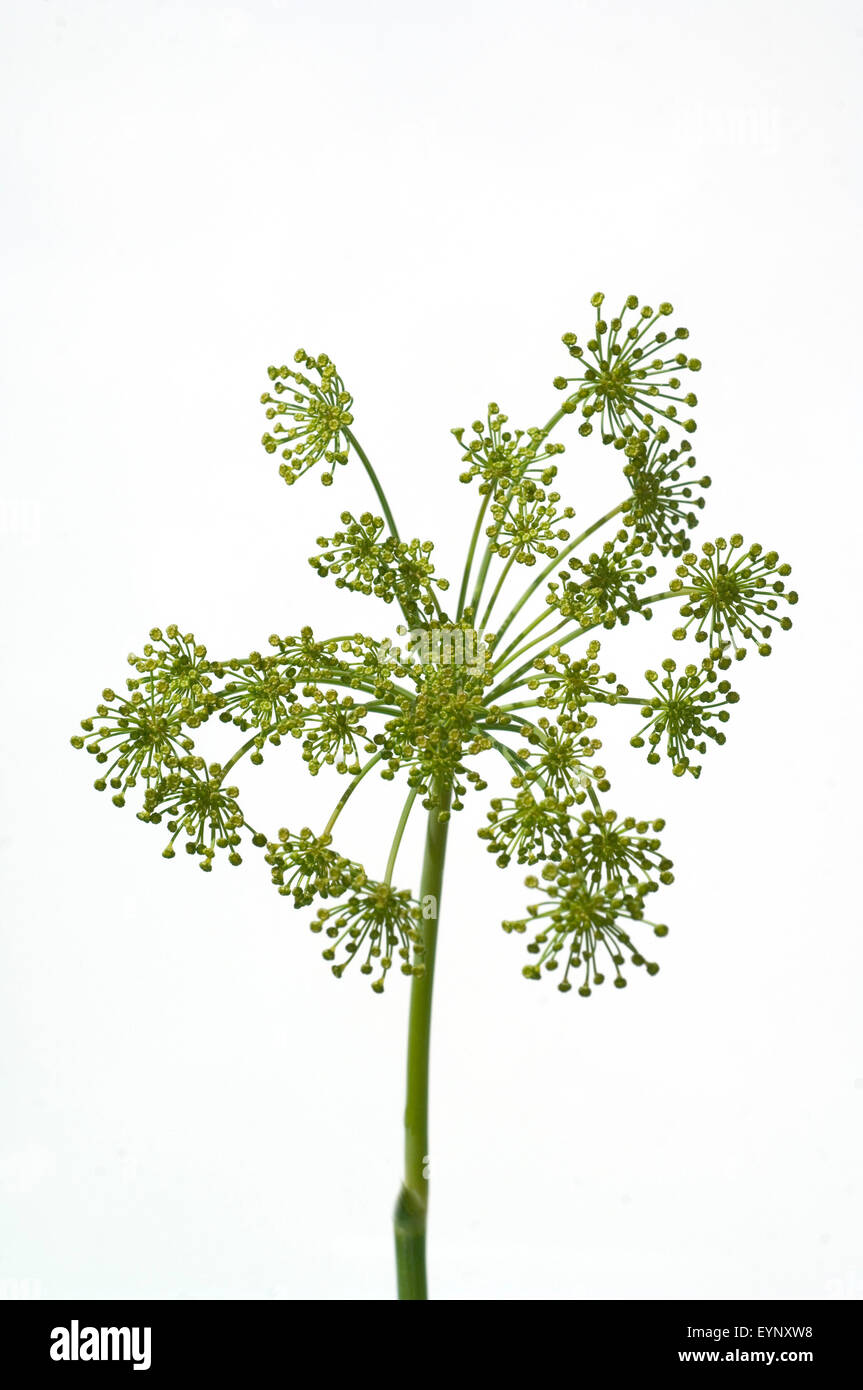 Dill, Anethum graveolens, Kuechengewuerz, Heilpflanzen, Stock Photo