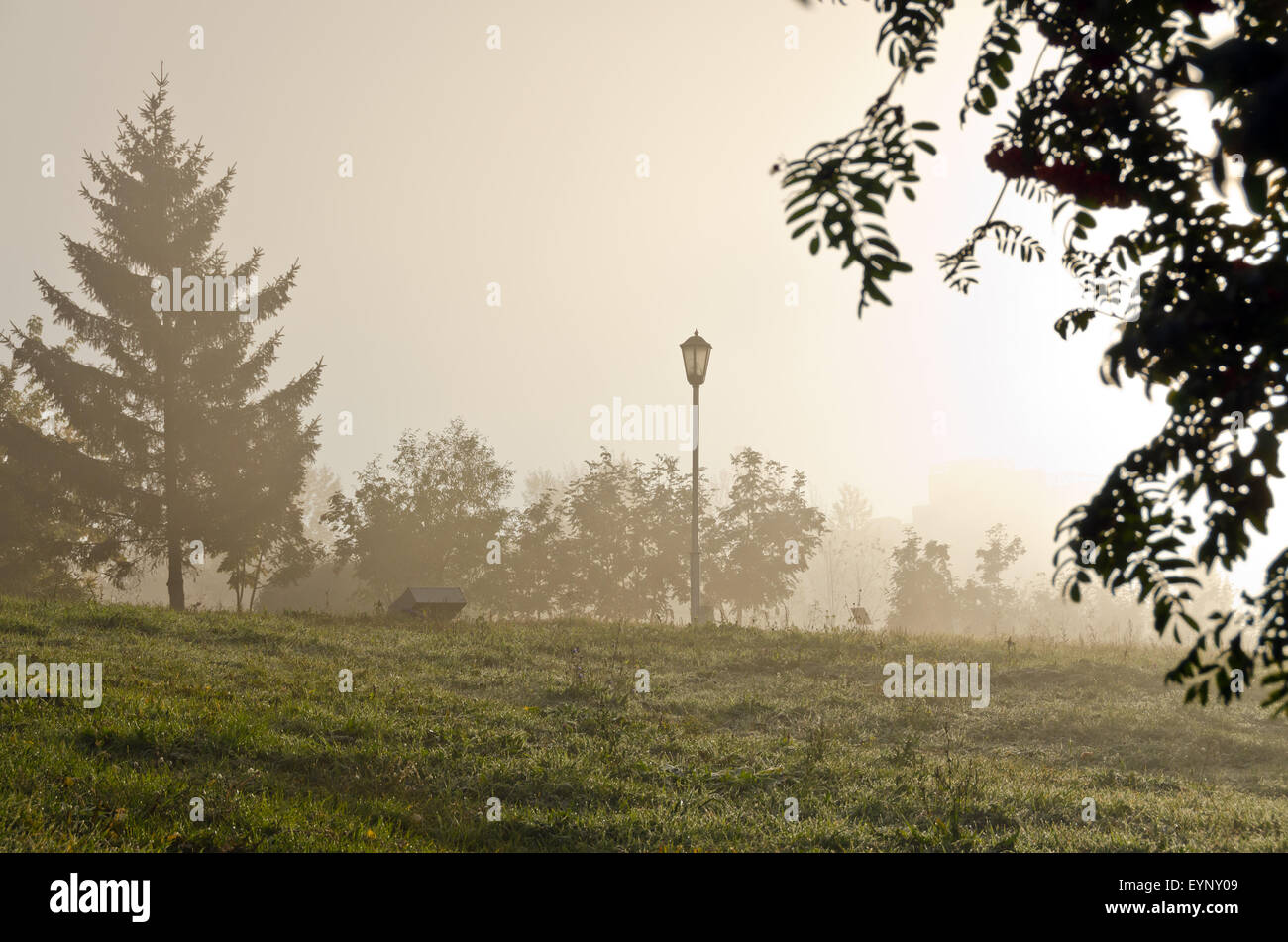 Fog above green grass and trees Stock Photo - Alamy