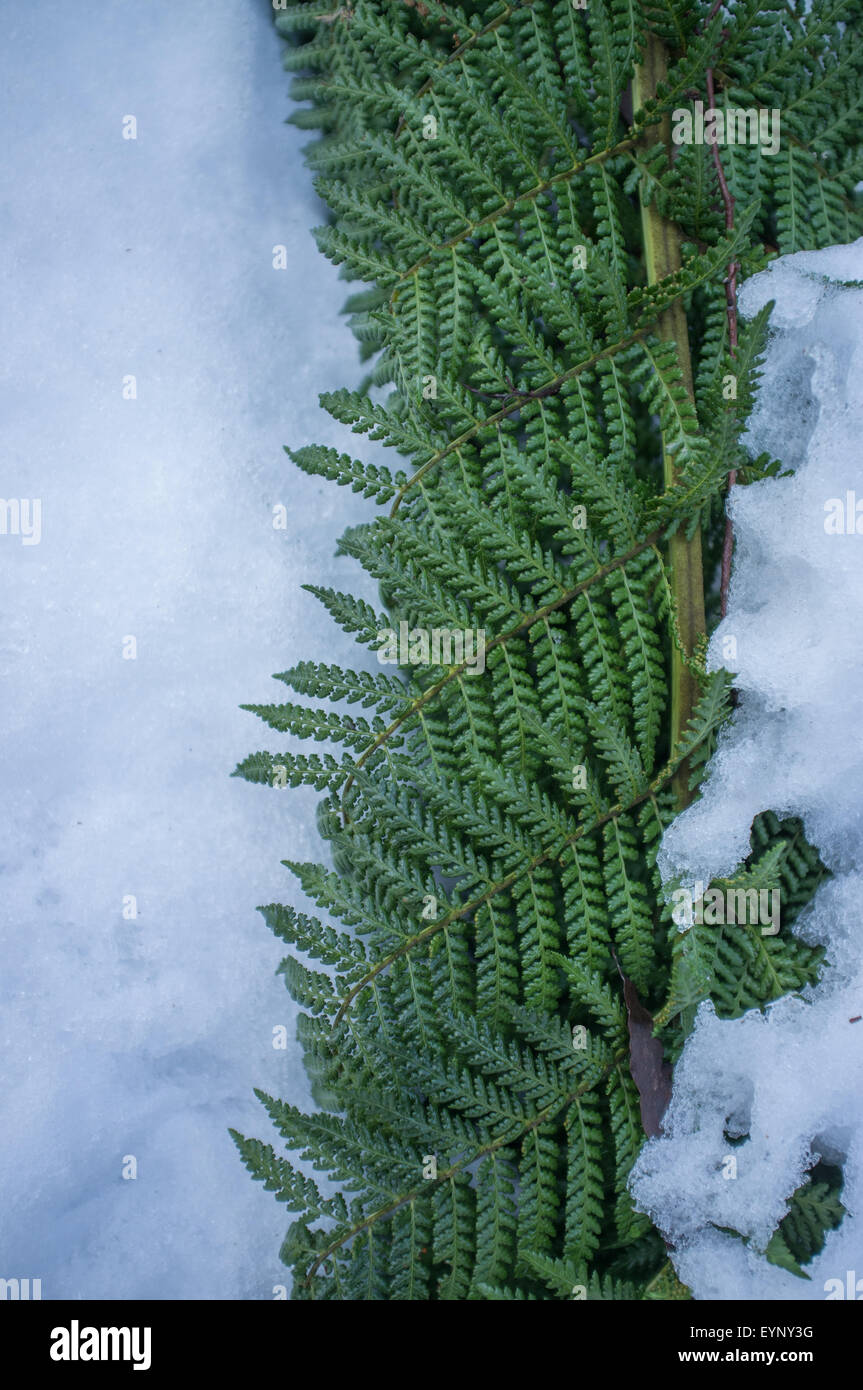 Ferns covered with snow. Stock Photo