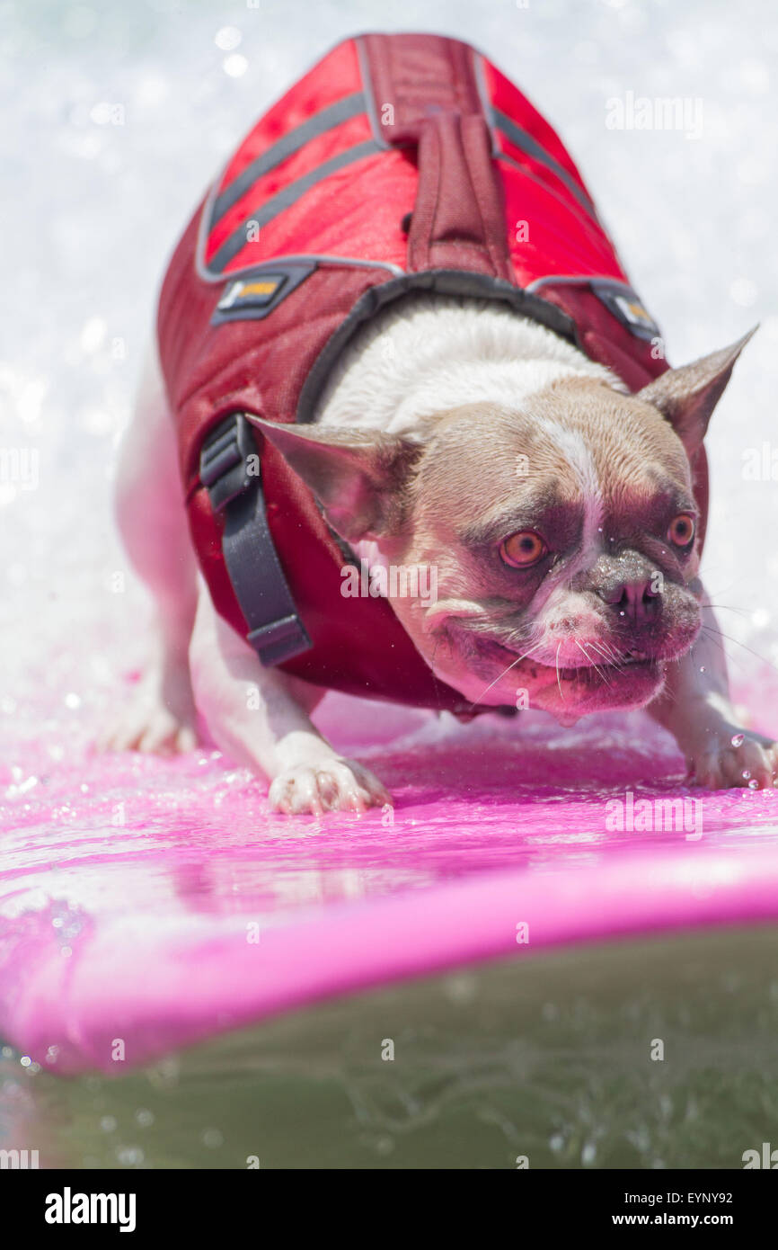 Imperial Beach, CA, USA. 1st Aug, 2015. World FamoUSA Unleashed by Petco Surf Dog competition. Competing Dogs came from all over the country to compete in the perfect waves off Imperial Beach. The beach was crowded with on lookers, dog lovers, and surfers alike. There were multiple catagories from small dogs to large, and a tandem event. Seen here: Cherie, breed French Bulldog Credit:  Daren Fentiman/ZUMA Wire/Alamy Live News Stock Photo