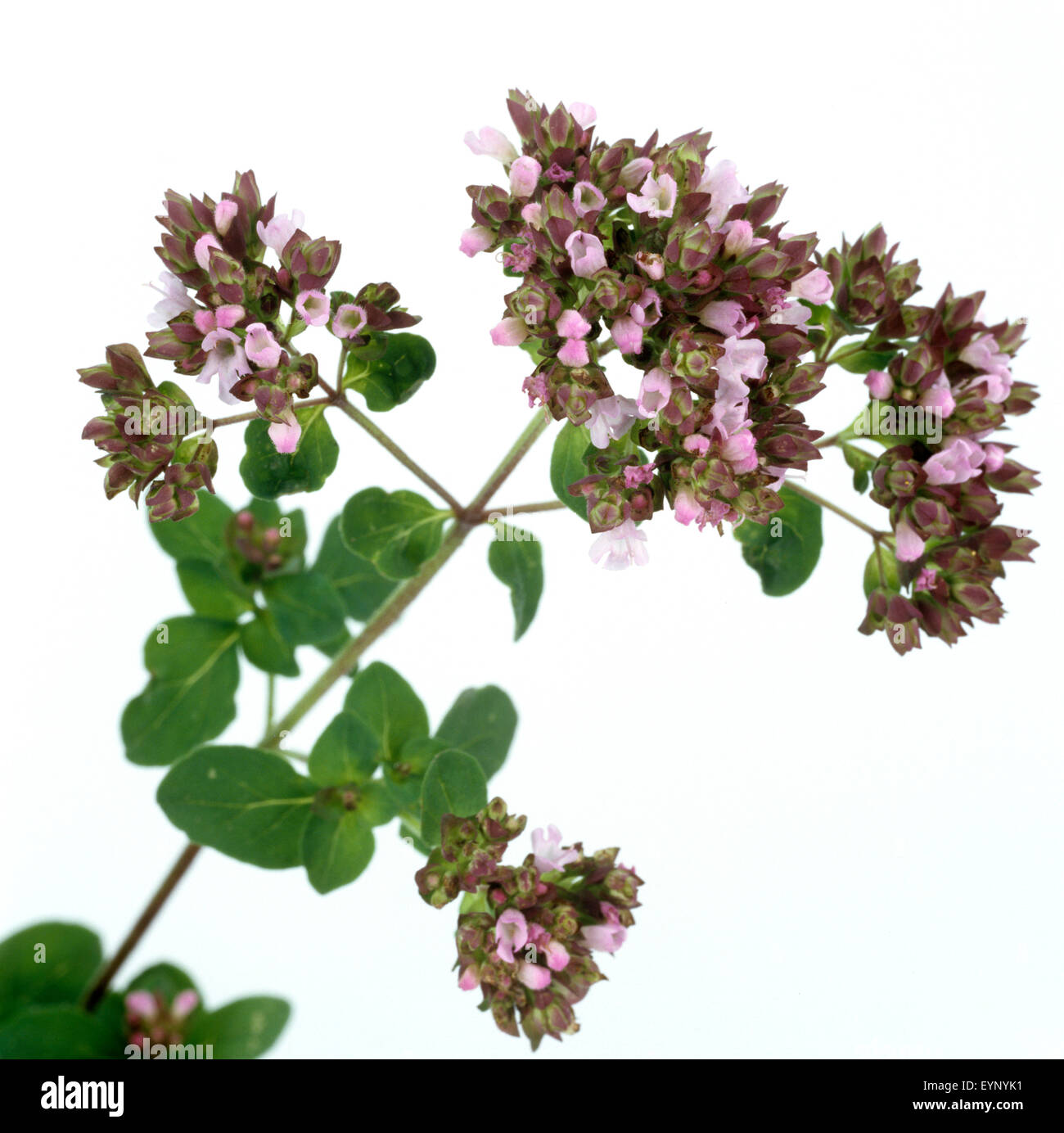 Dost, Origanum vulgare, Oreganum, Wilder, Heilpflanzen Stock Photo Alamy