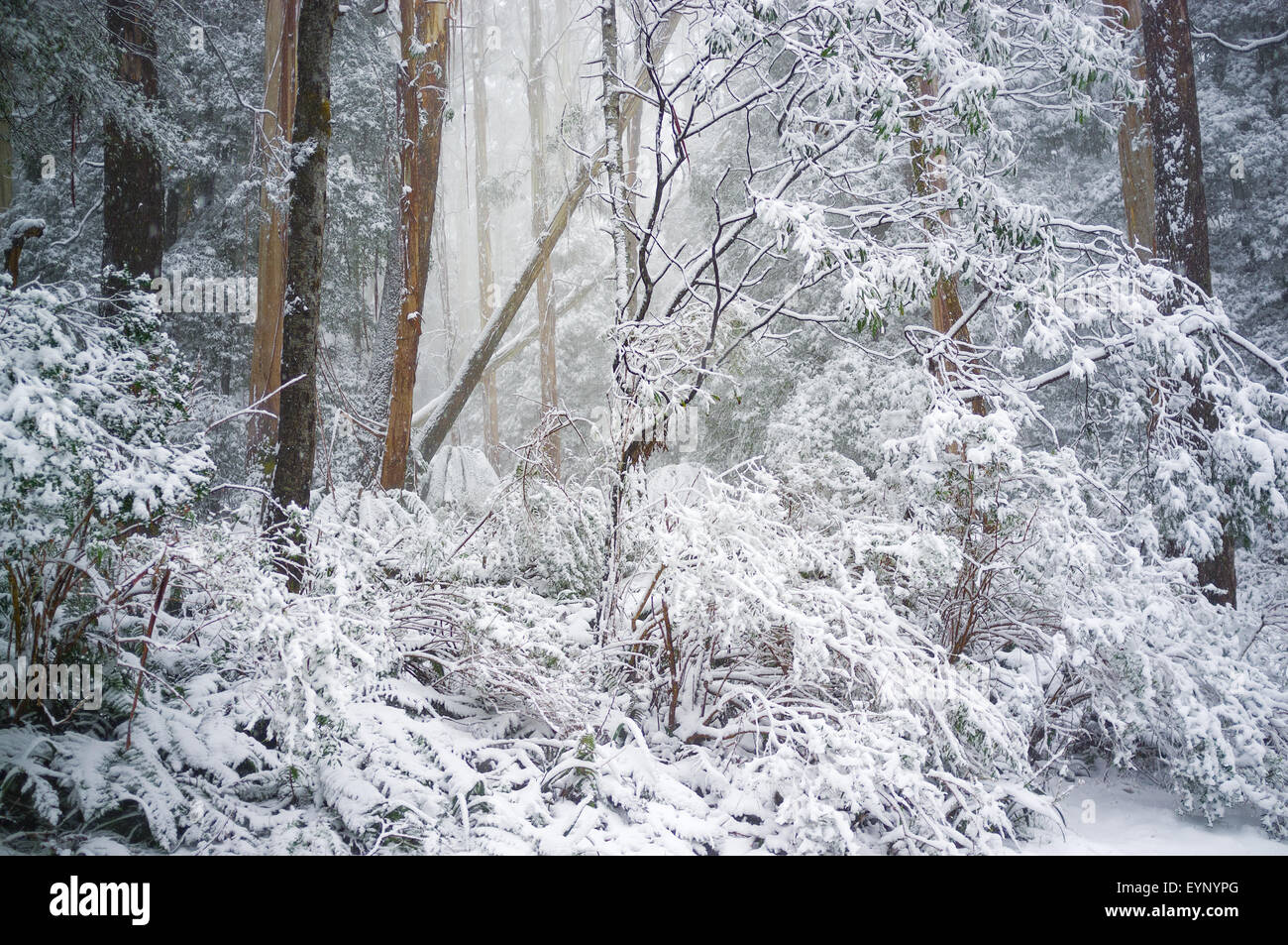 Eucalyptus forest covered in snow in winter, Victoria, Australia Stock