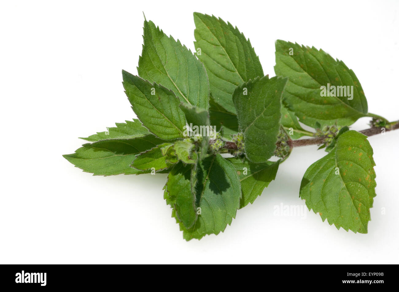 Grapefruitminze; Mentha suaveolens x piperita, Heilpflanzen Stock Photo