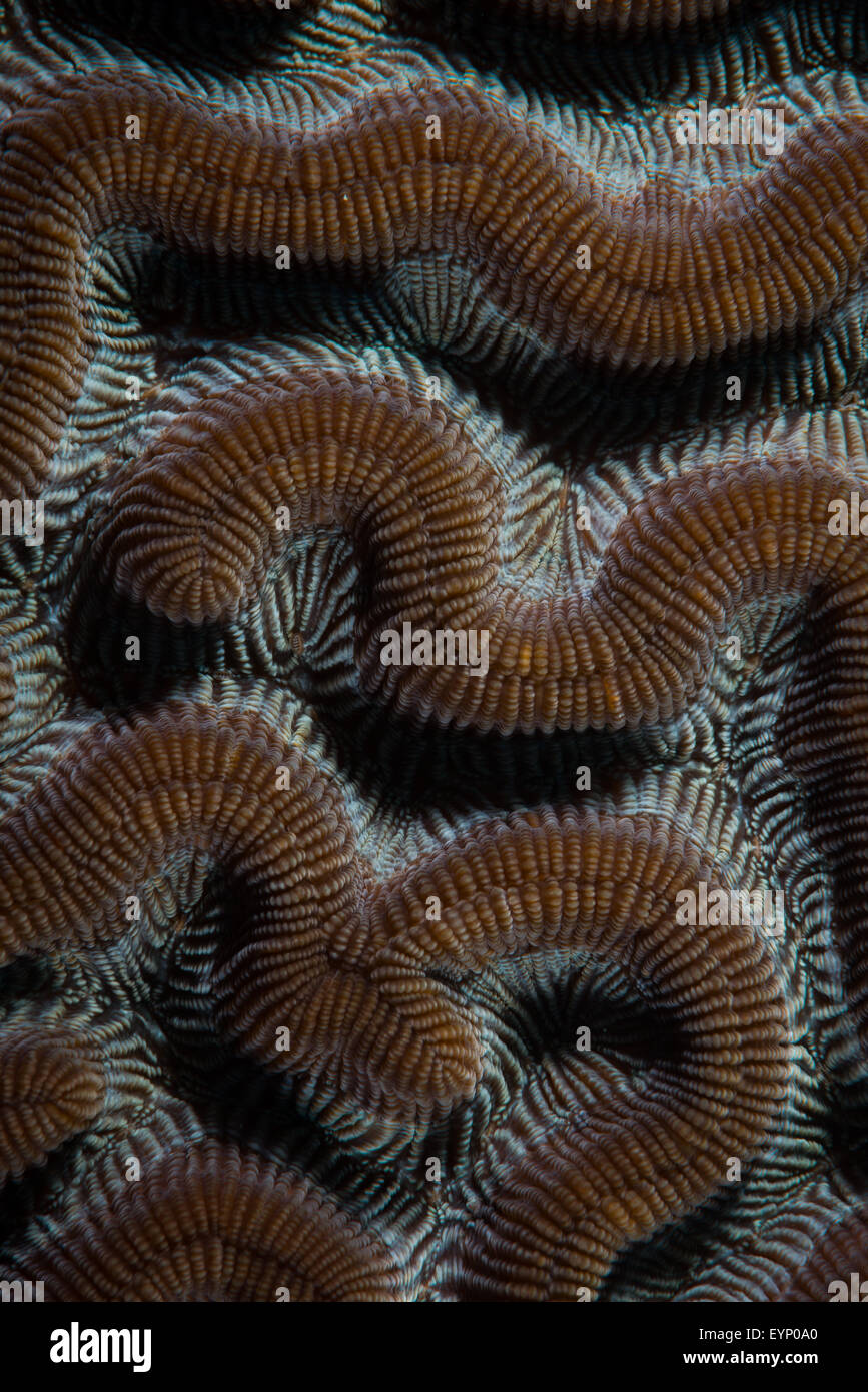 Patterns in Brain Coral, Bachelor's Beach dive site, Bonaire, Netherlands Antilles Stock Photo