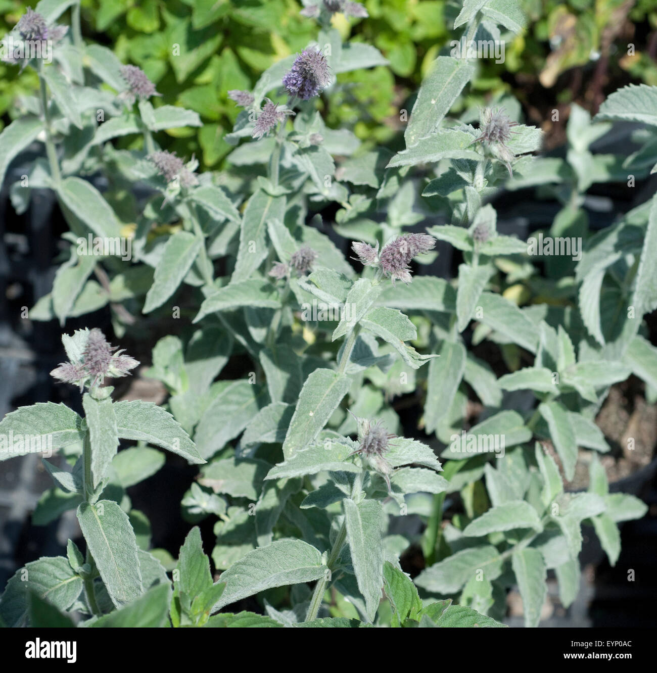 Himalaya, Minze, Mentha, longifolia, hymalaiensis, ssp, Speciosus, Stock Photo