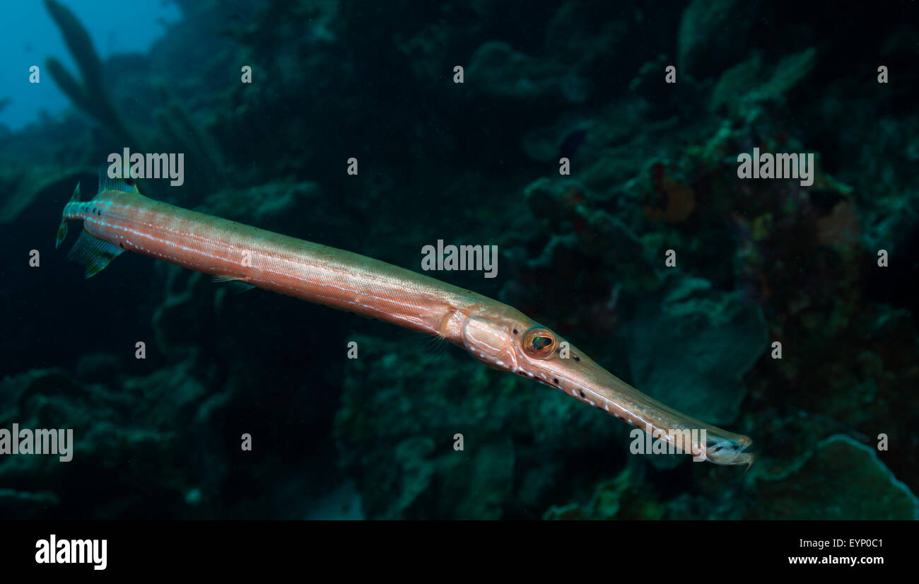 Trumpetfish (Aulostomus maculatus) patrols the Weber's Joy dive site ...