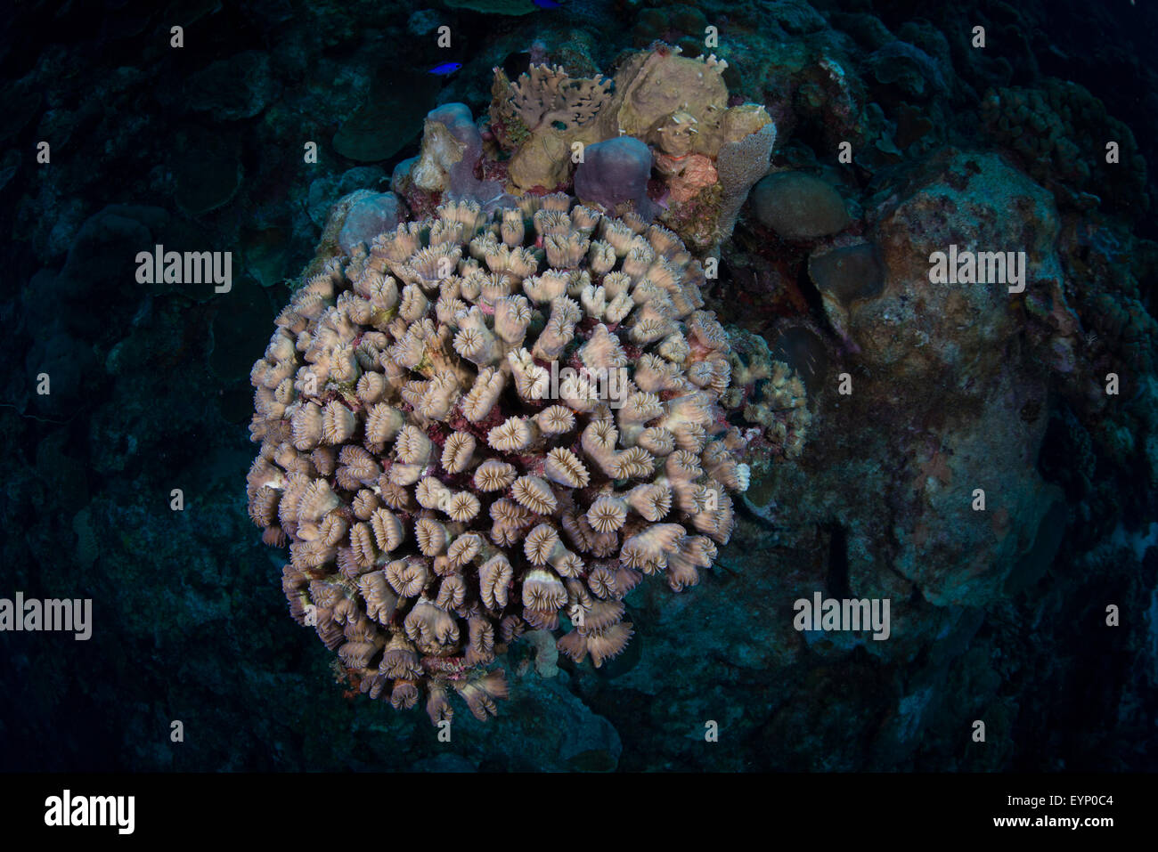 Cup corals (Balanophyllia bairdiana) on the Playa Franz dive site, Bonaire, Netherlands Antilles Stock Photo