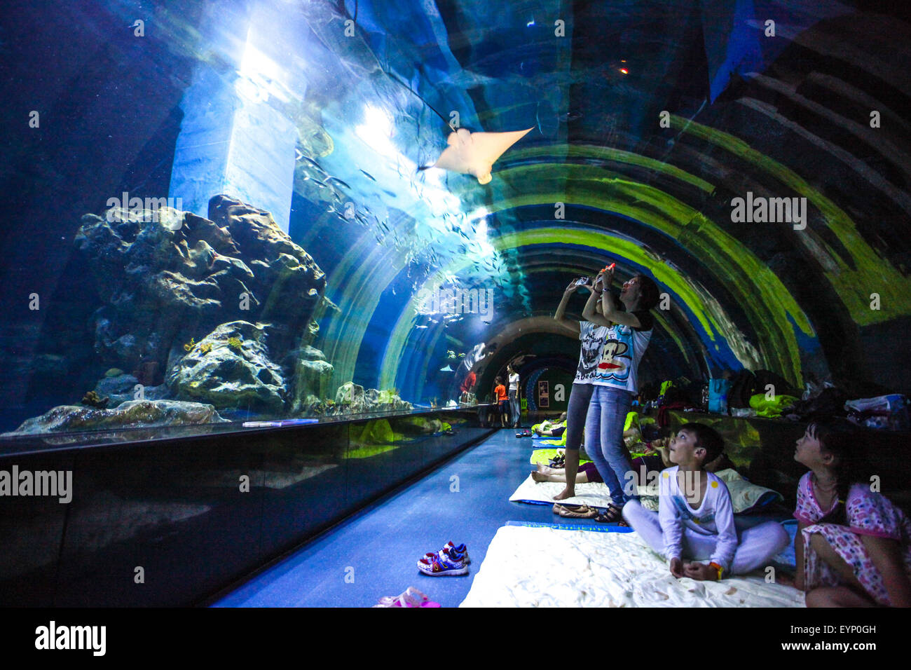 Tianjin, China. 1st Aug, 2015. Visitors watch fish at the Polar Aquarium in Tianjin, north China, Aug. 1, 2015. Visitors can spend the night at the aquarium, observing nocturnal behaviors of marine creatures. Credit:  Li Xiang/Xinhua/Alamy Live News Stock Photo