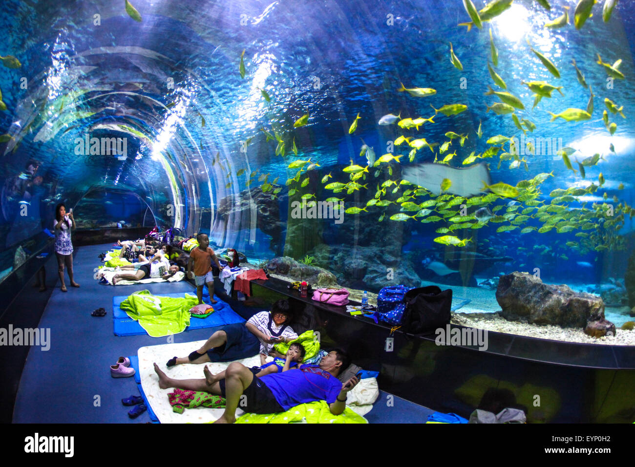 Tianjin, China. 1st Aug, 2015. Visitors spend the night at the Polar Aquarium in Tianjin, north China, Aug. 1, 2015. Visitors can spend the night at the aquarium, observing nocturnal behaviors of marine creatures. Credit:  Li Xiang/Xinhua/Alamy Live News Stock Photo