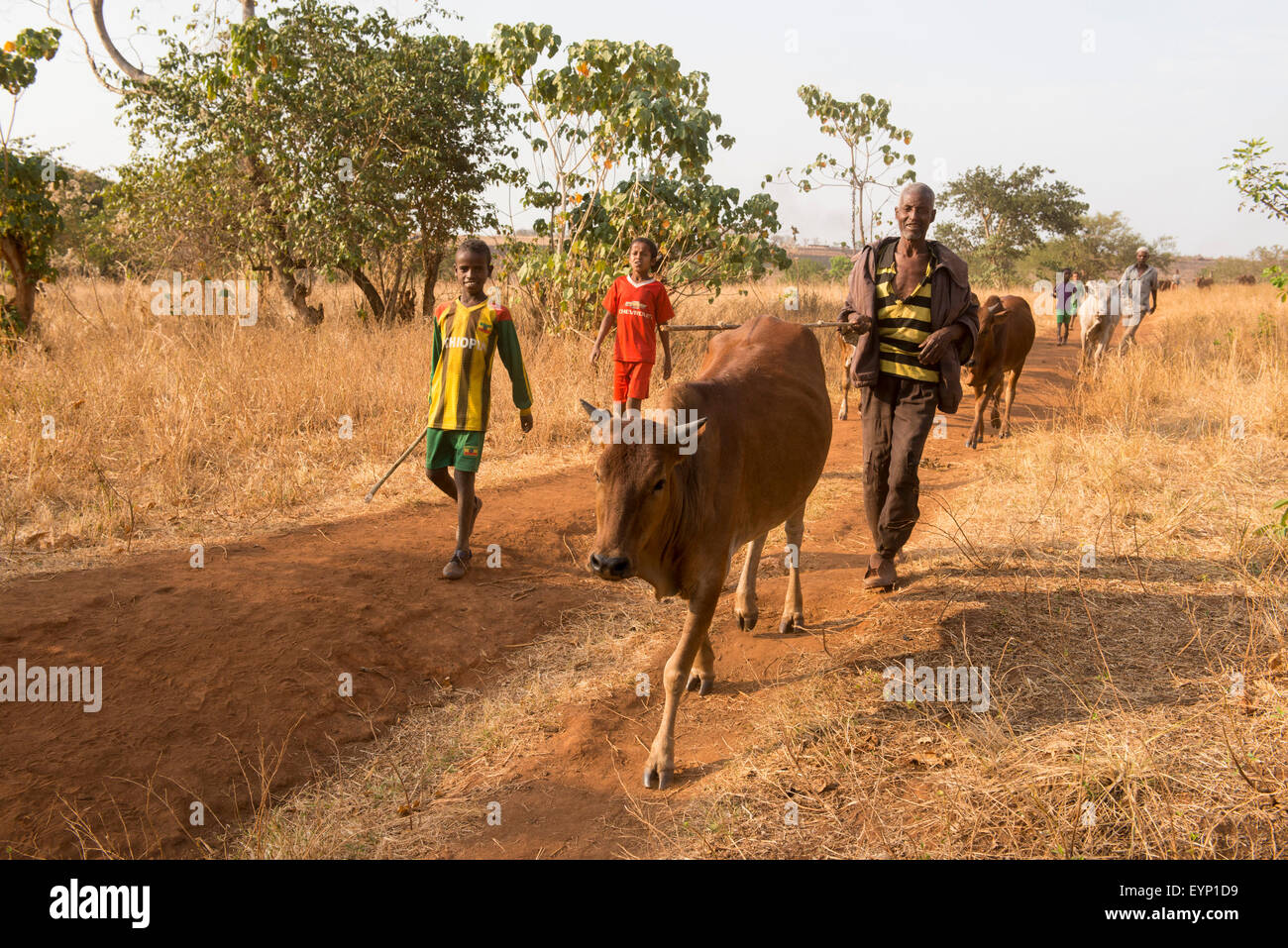 Man with cattle walking to the market, Asossa, Ethiopia Stock Photo