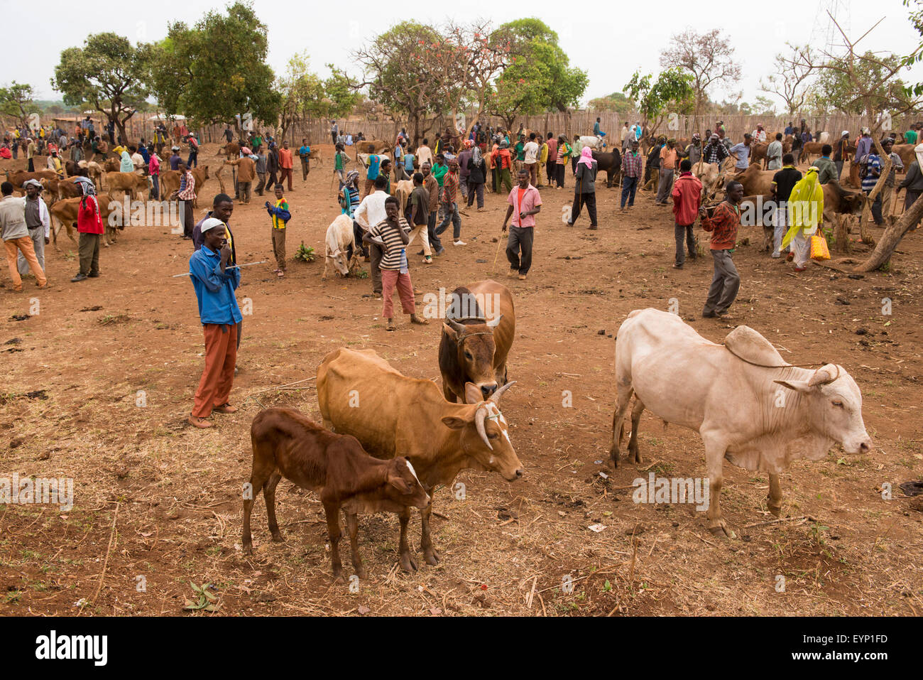Cattle for sale in the market in Goshmandu village near Yemasera, Ethiopia Stock Photo