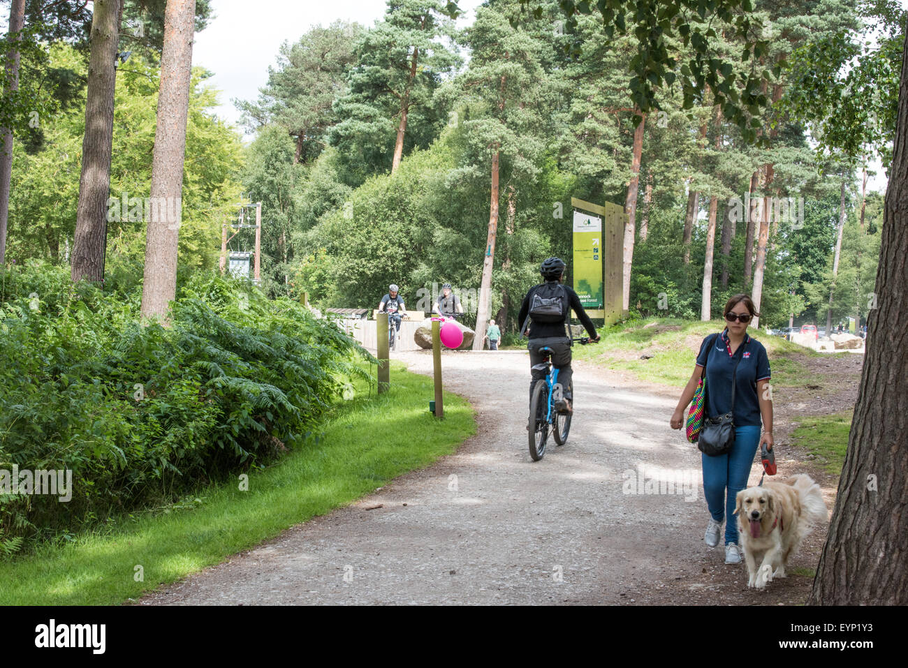 Cyclists on their mountain bikes  and a female dog walker on a trail at Go Ape activity centre cannock chase Staffordshire Stock Photo