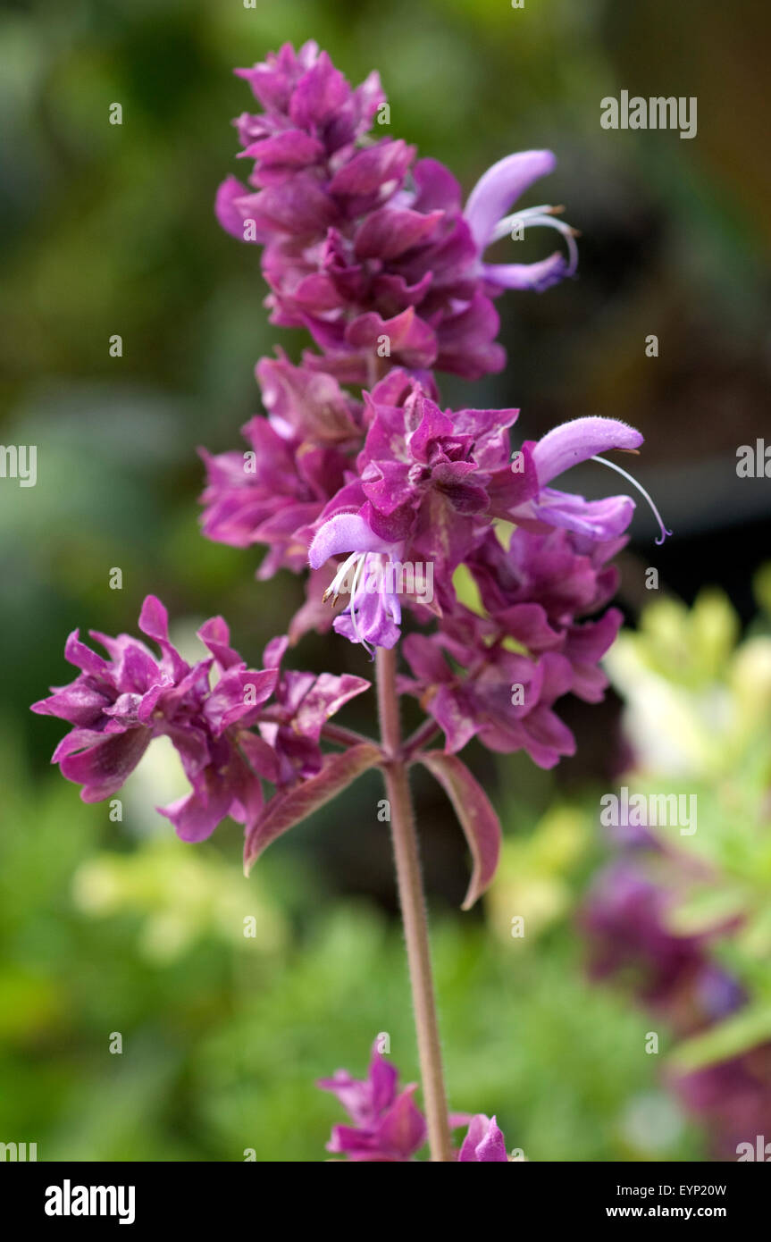 Kanarischer Salbei; Salvia madrensis; Salvia canariensis; Stock Photo